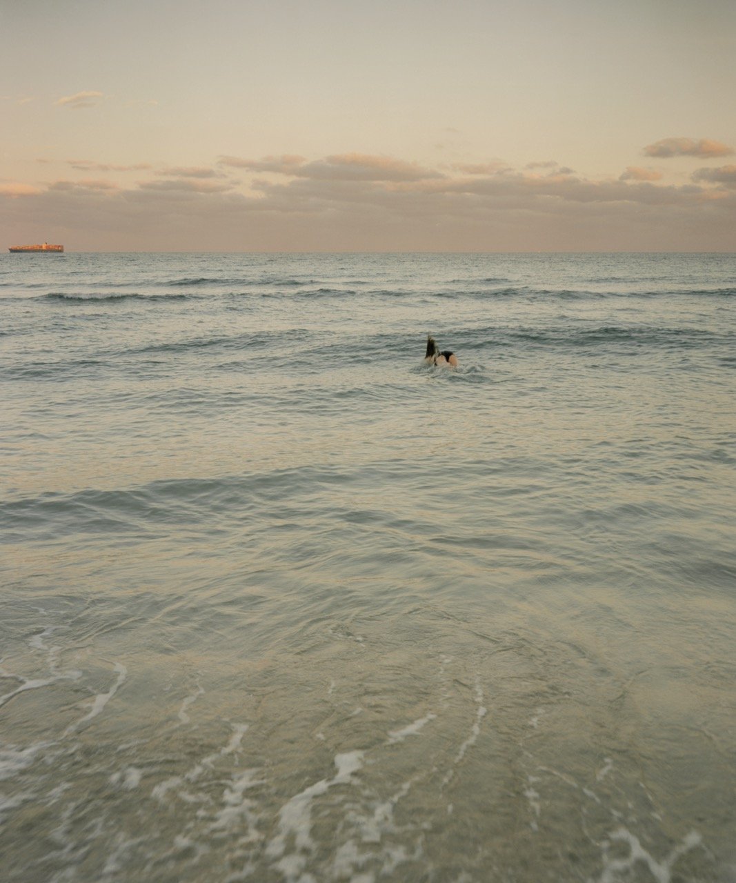 Violet diving, 2025
