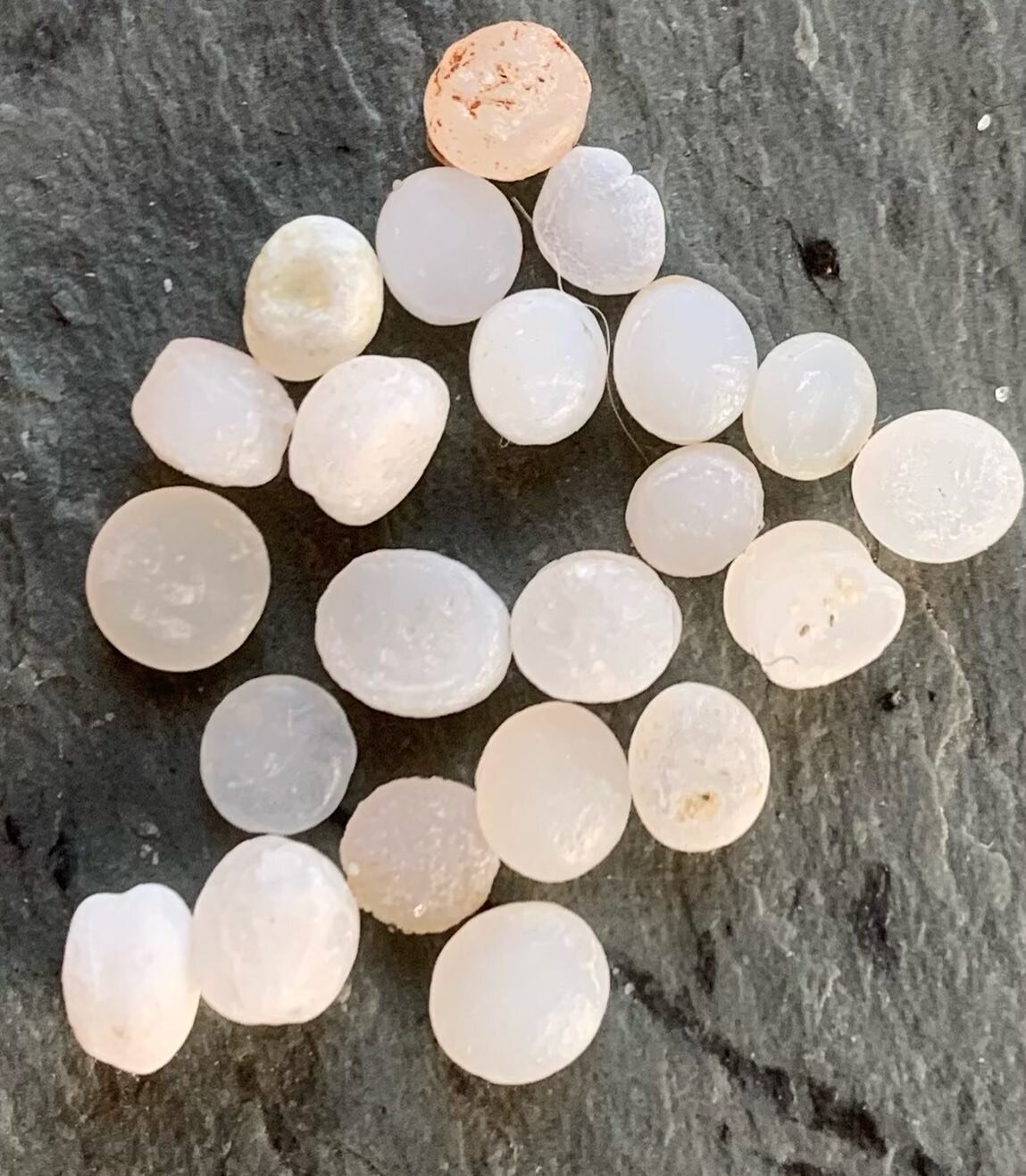 These are nurdles, the raw material that comes out of a plastic plant and gets shipped around the world to be melted and made into products. We collected these in about 10 minutes over a 50 yard stretch of a relatively pristine beach in Oregon. #plas