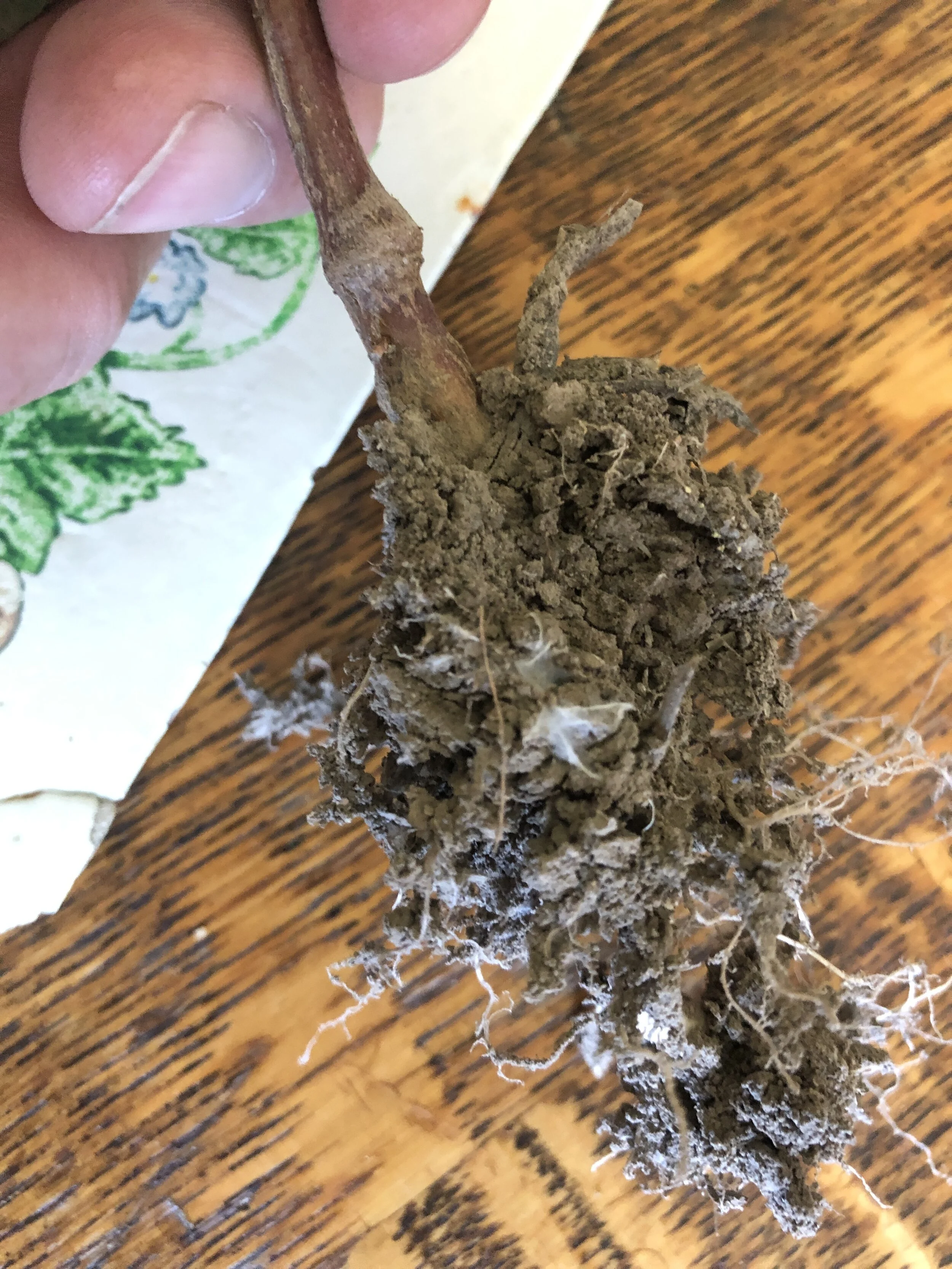 Methods — Pfz Farms