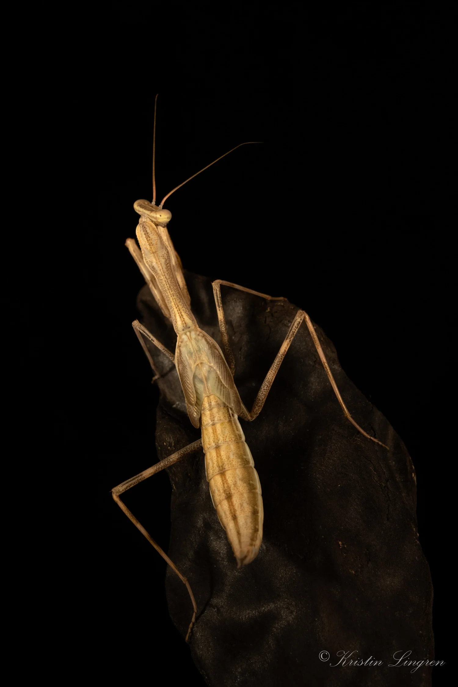 Kristin Lingren Mantis Photography