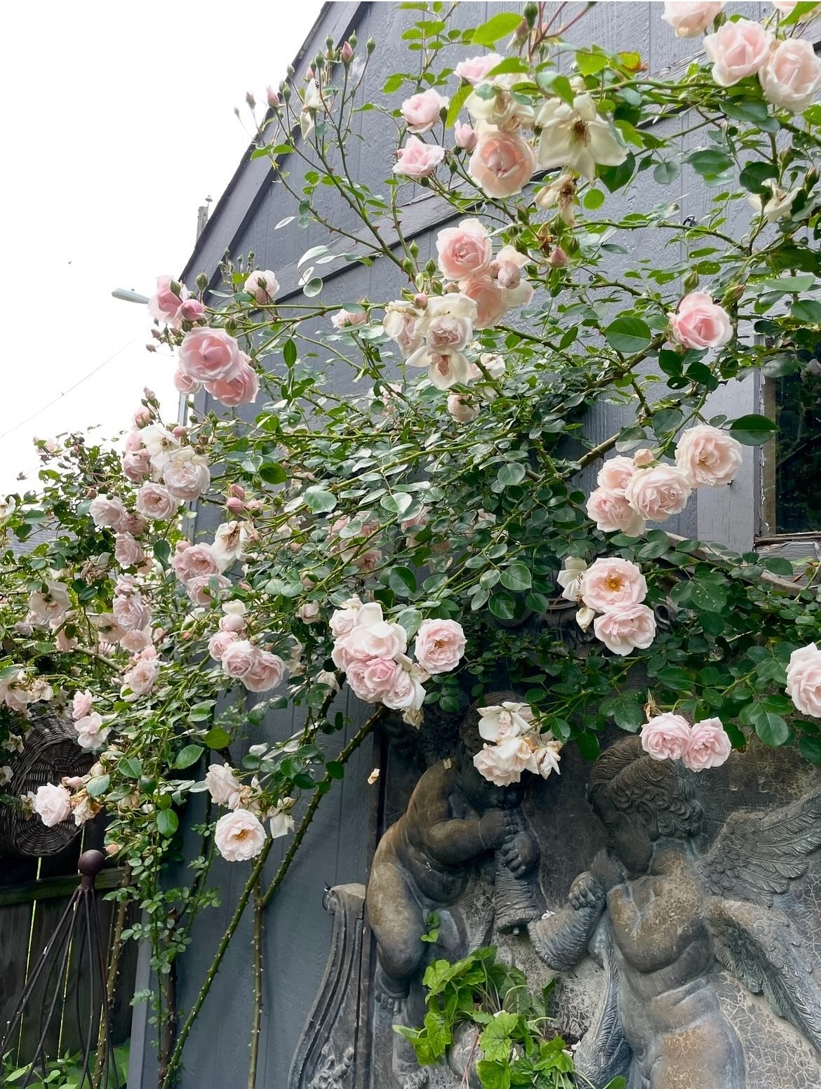 &ldquo;What grows in the garden so lovely and rare? Roses, dahlias&hellip; and people grow there; people who touch the earth and make it blossom.&rdquo;

We&rsquo;re open today 12-5pm

#arabellahomeindy #neareastsideindy #garden #gardening #gardenlif
