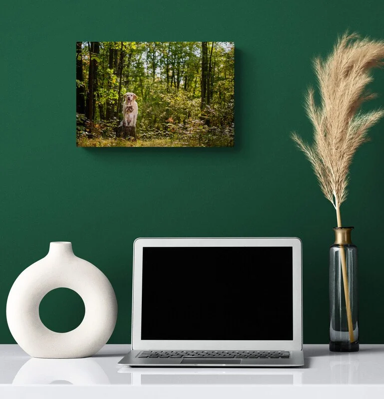 Showcase Special: Squiq & Maya 8"x12" Metal Print