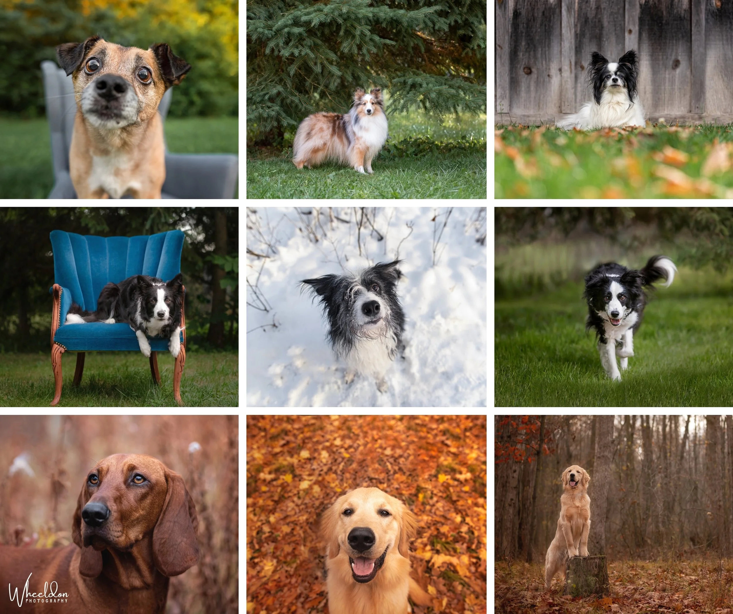 Wheeldon Photography Collage (1).jpeg