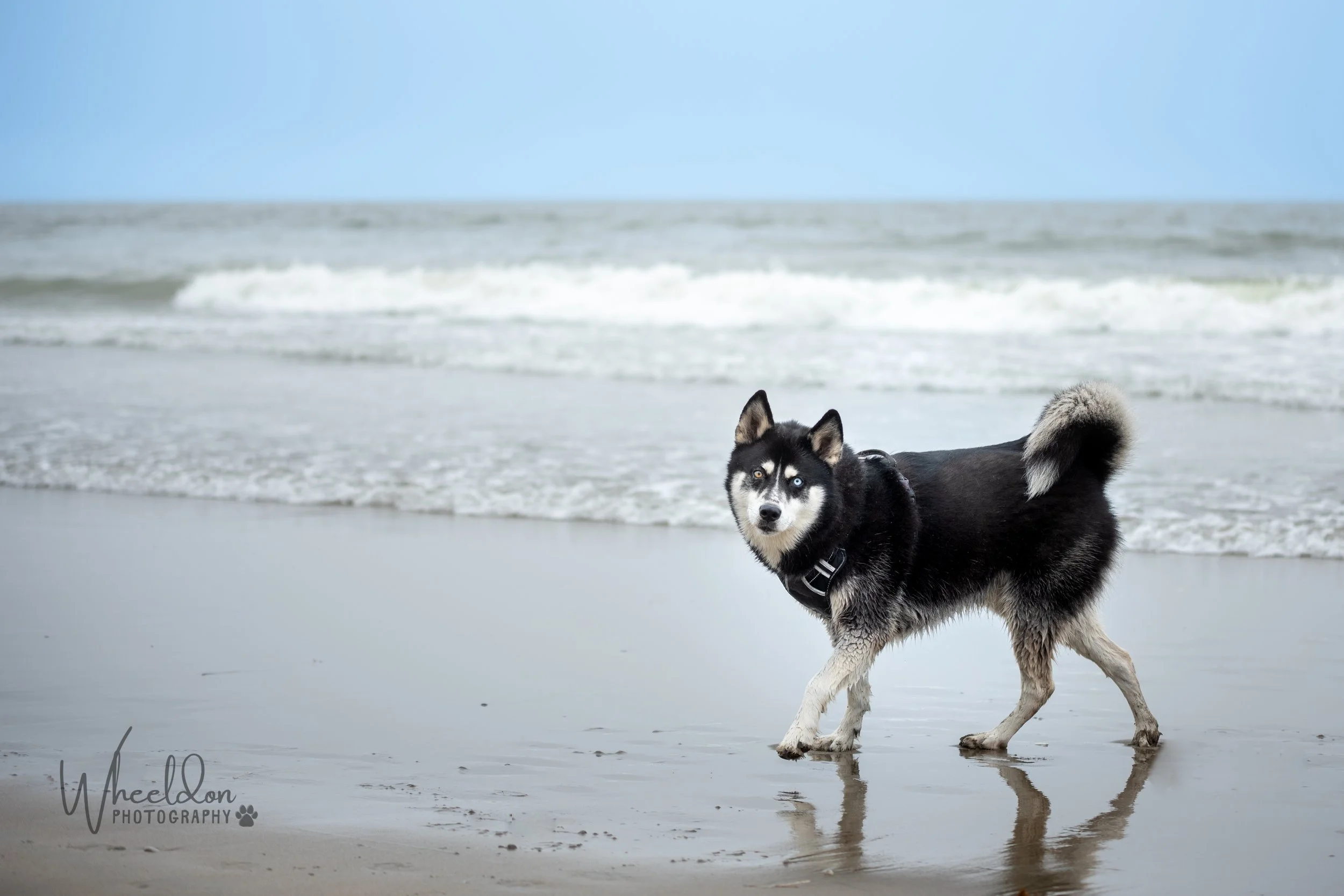 Wheeldon Photography Dogs9.JPG