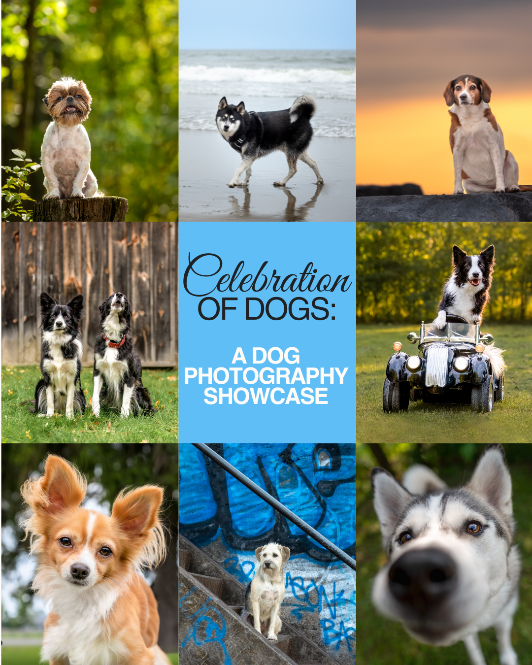 Showcase Collage for Sign.png