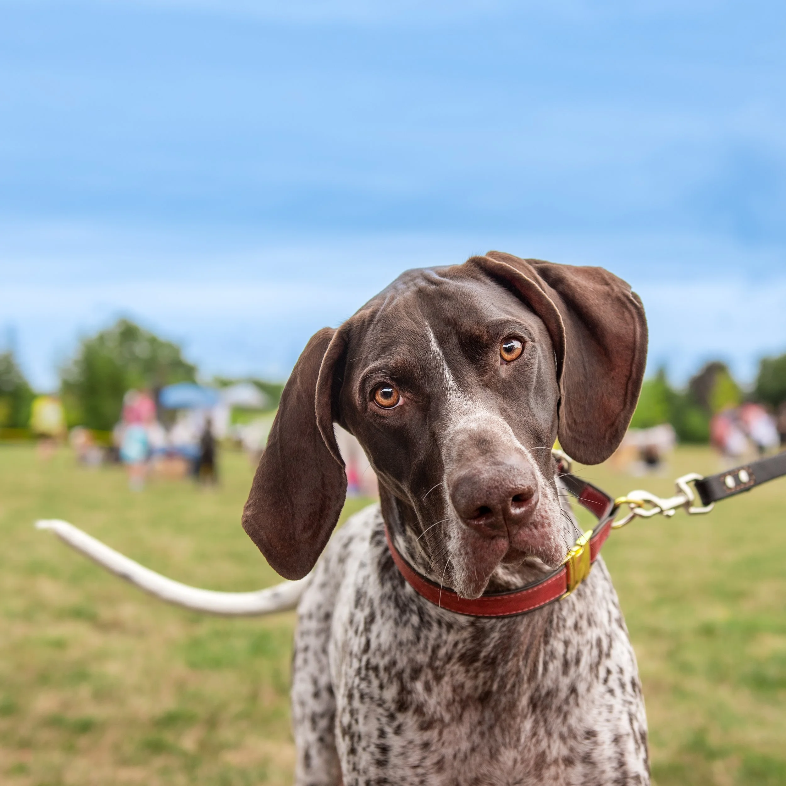 Showcase Special: Pointer 36"x36" Canvas