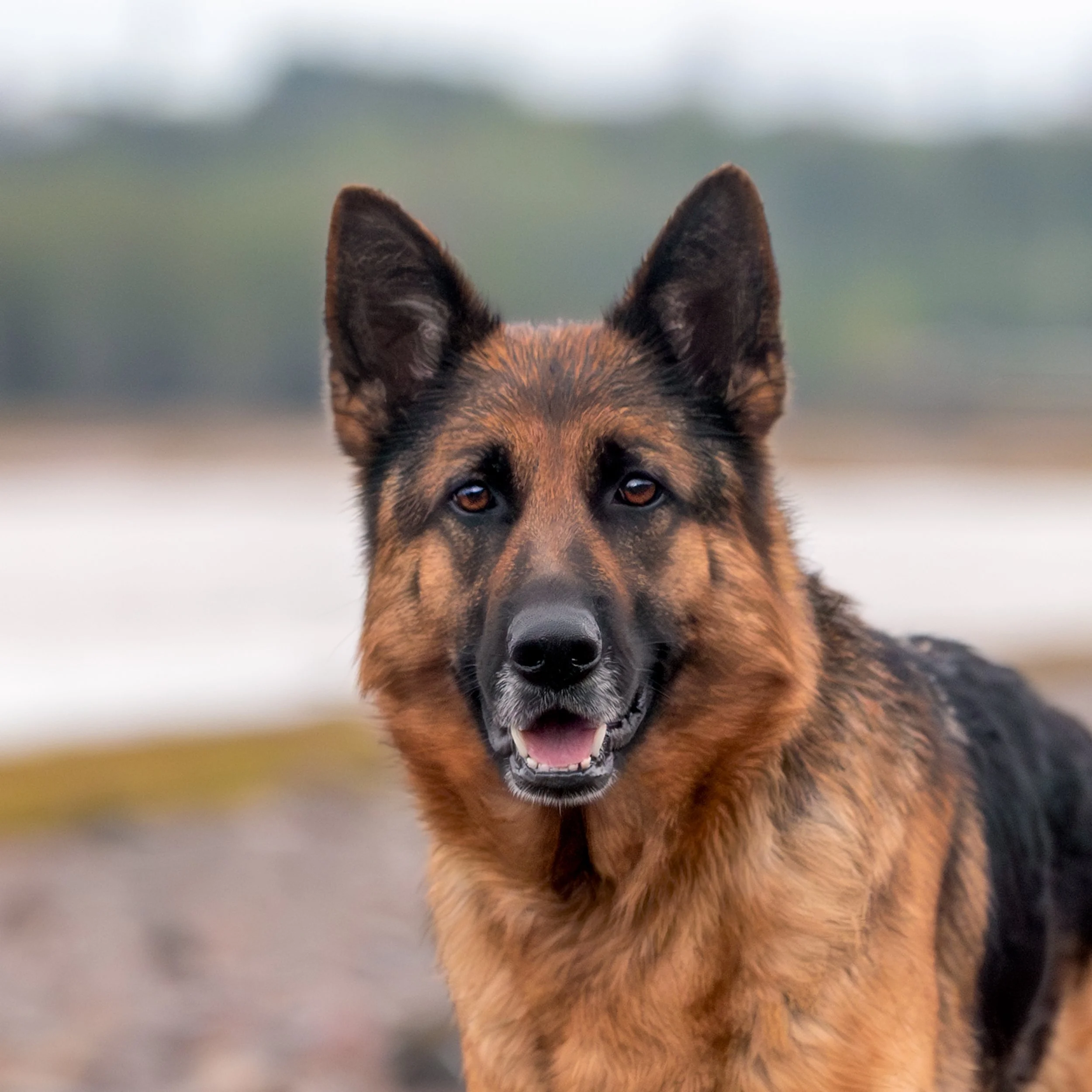 Showcase Special: Aspen GSD 36"x36" Canvas