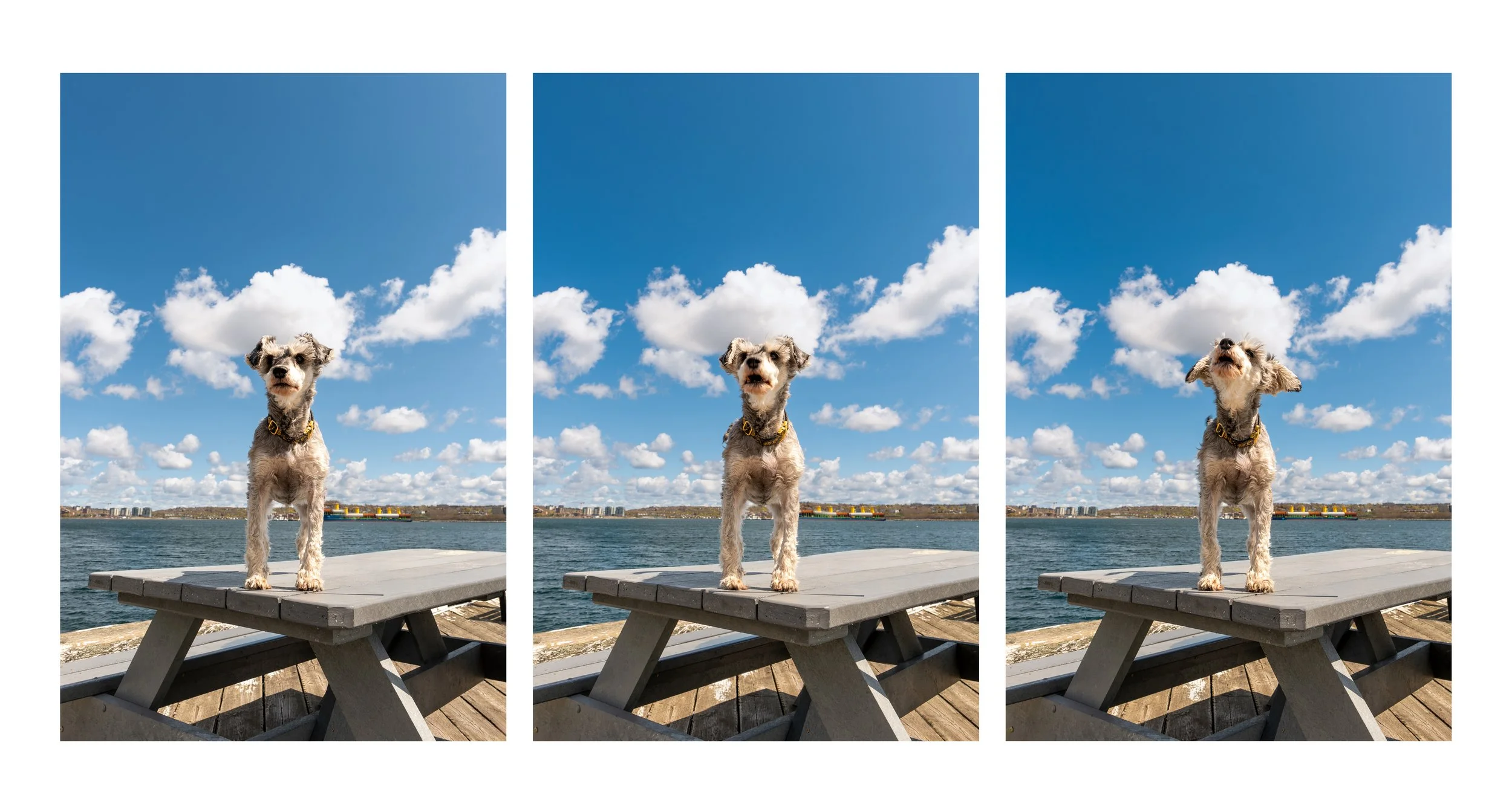 Showcase Special: Schnauzer Triptych 24"x12" Canvas