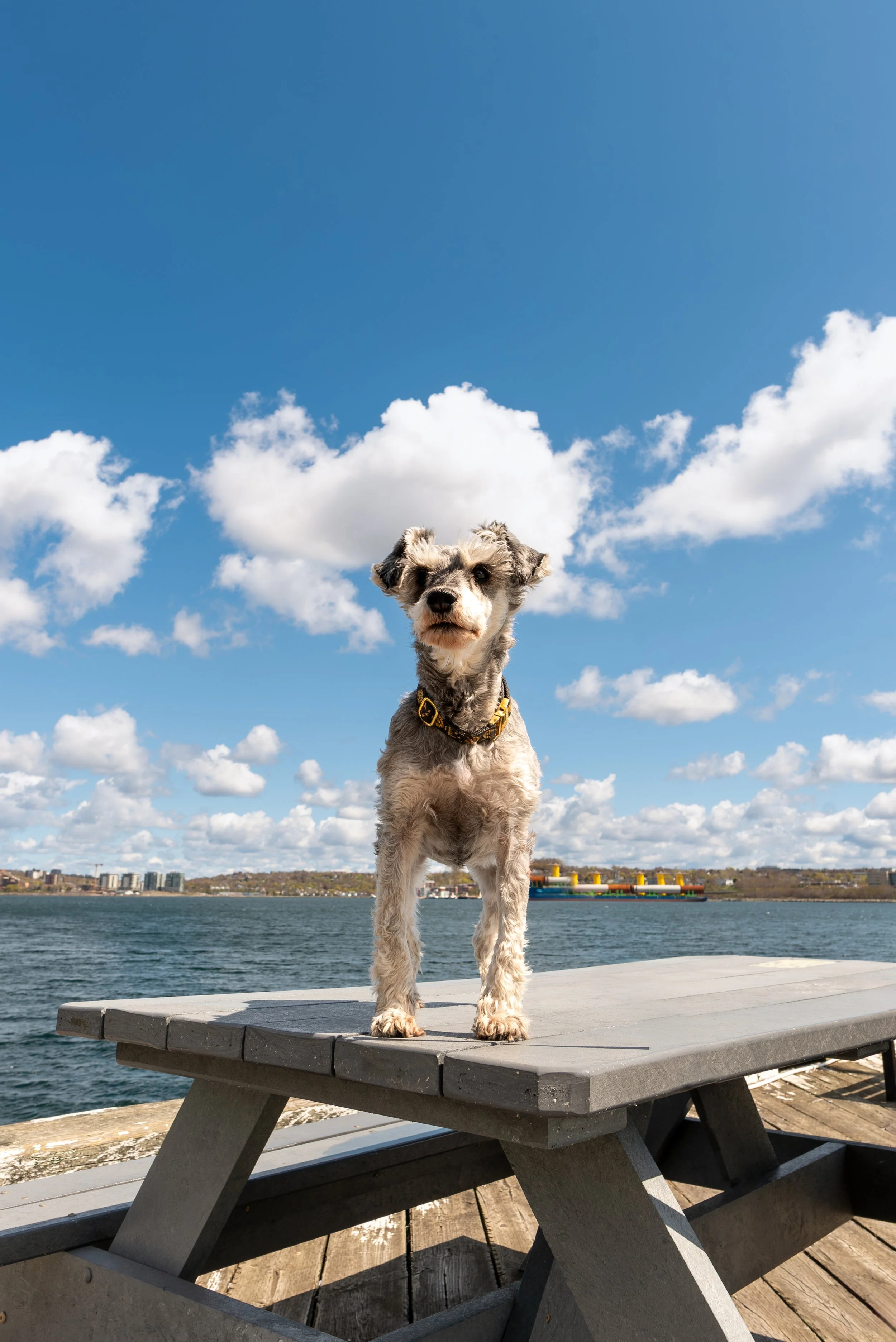 Halifax Schnauzer Series-1.jpg (Copy)