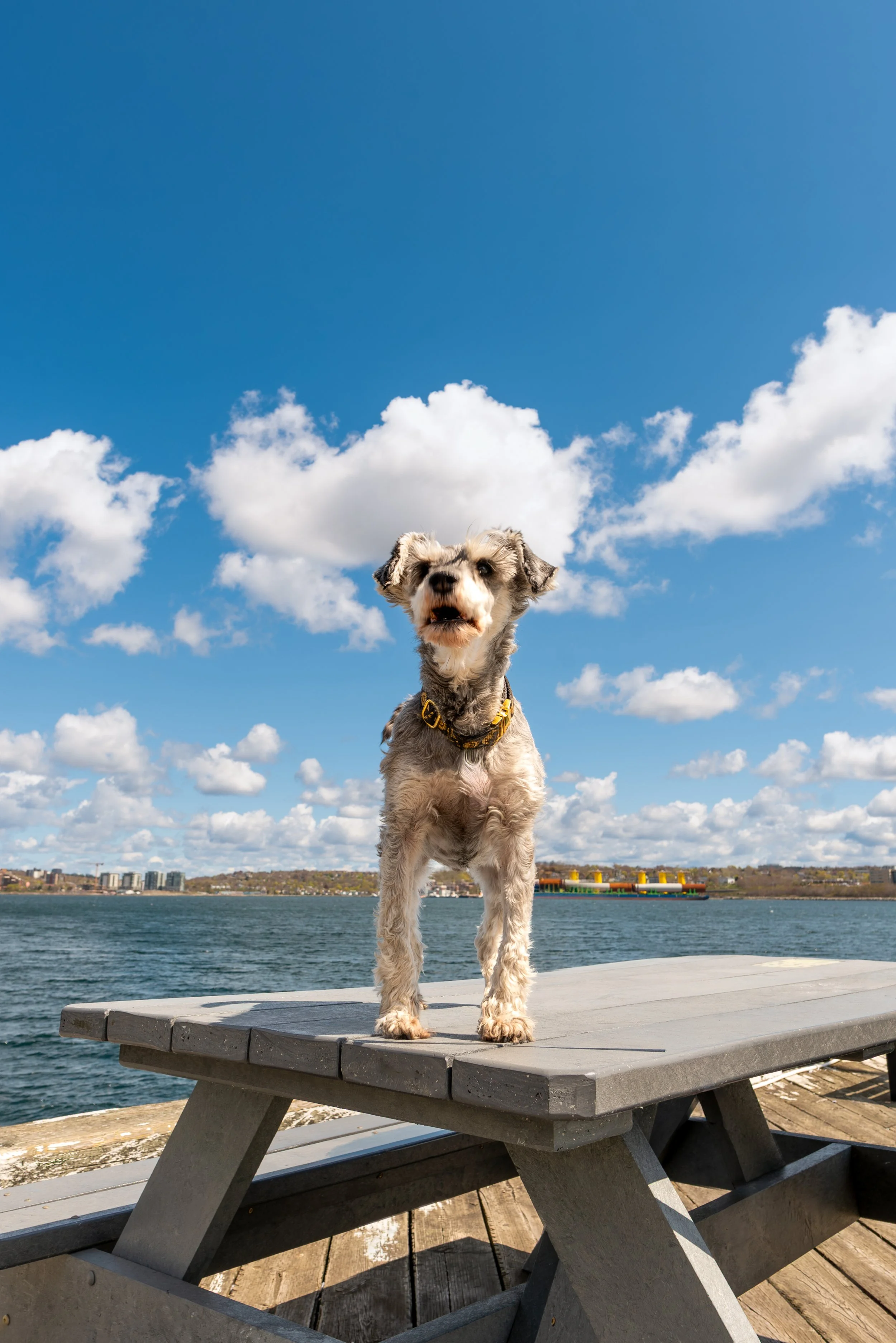 Halifax Schnauzer Series-2.jpg (Copy)