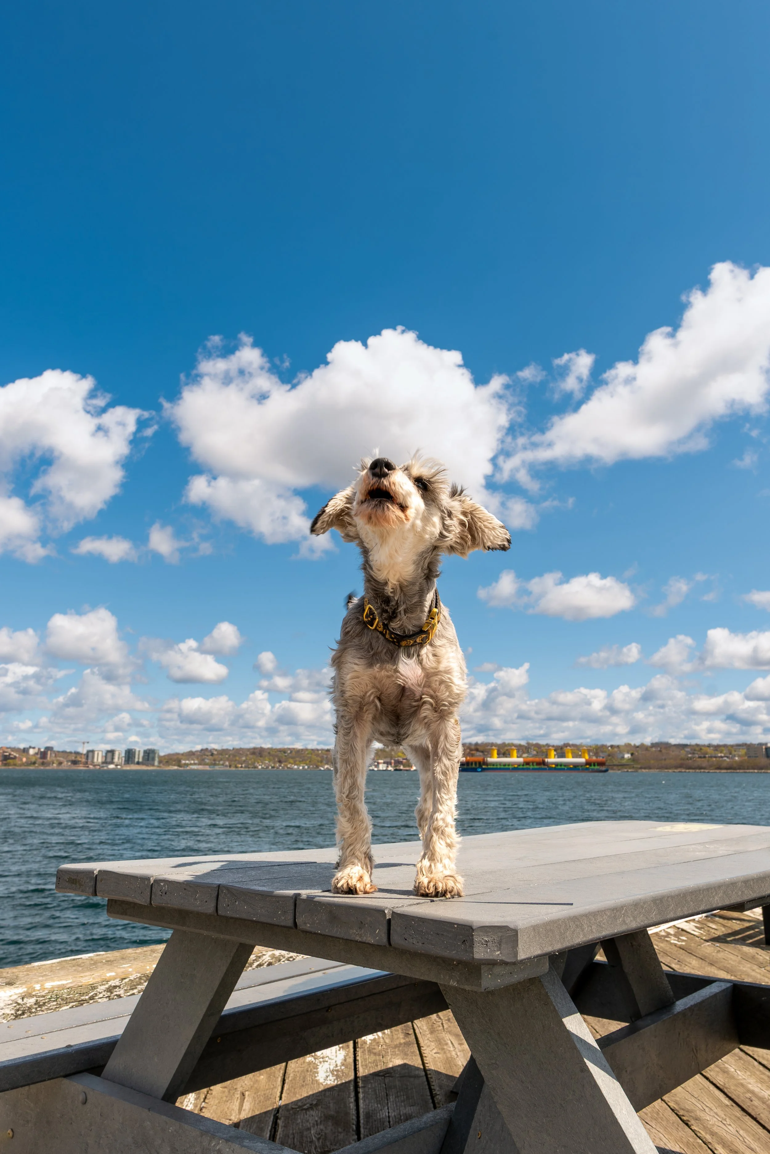 Halifax Schnauzer Series-3.jpg (Copy)