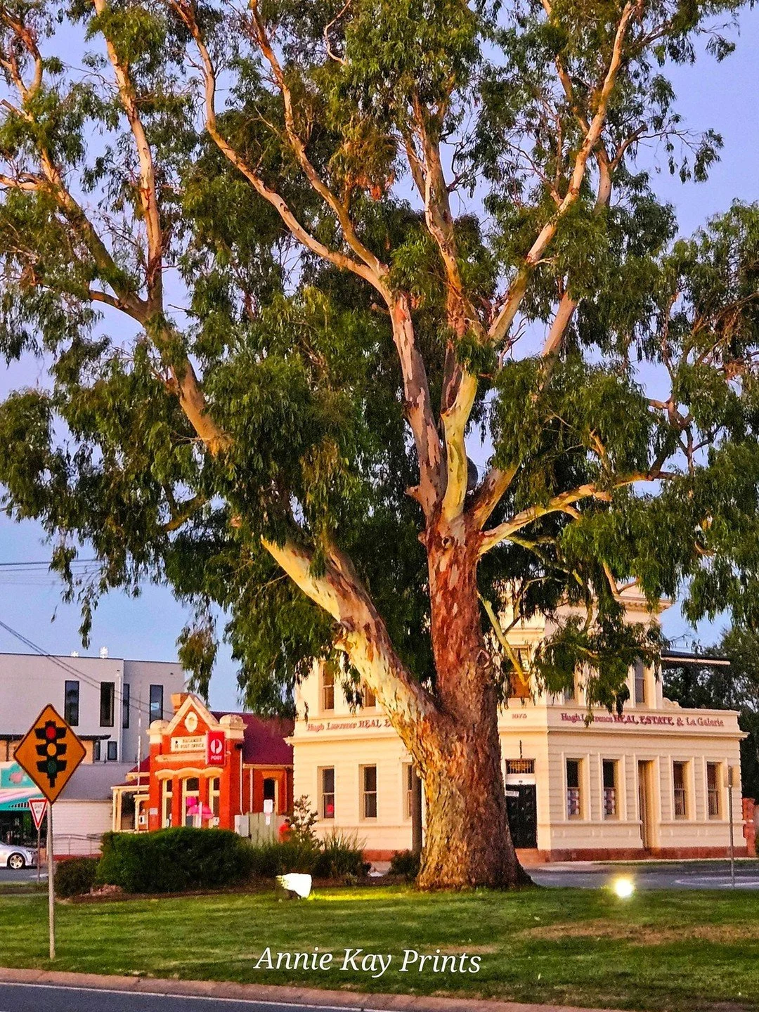 Golden light spilling across High Street, with the old gum tree at the heart of it all 🌅 Captured by the talented Anne Kay.