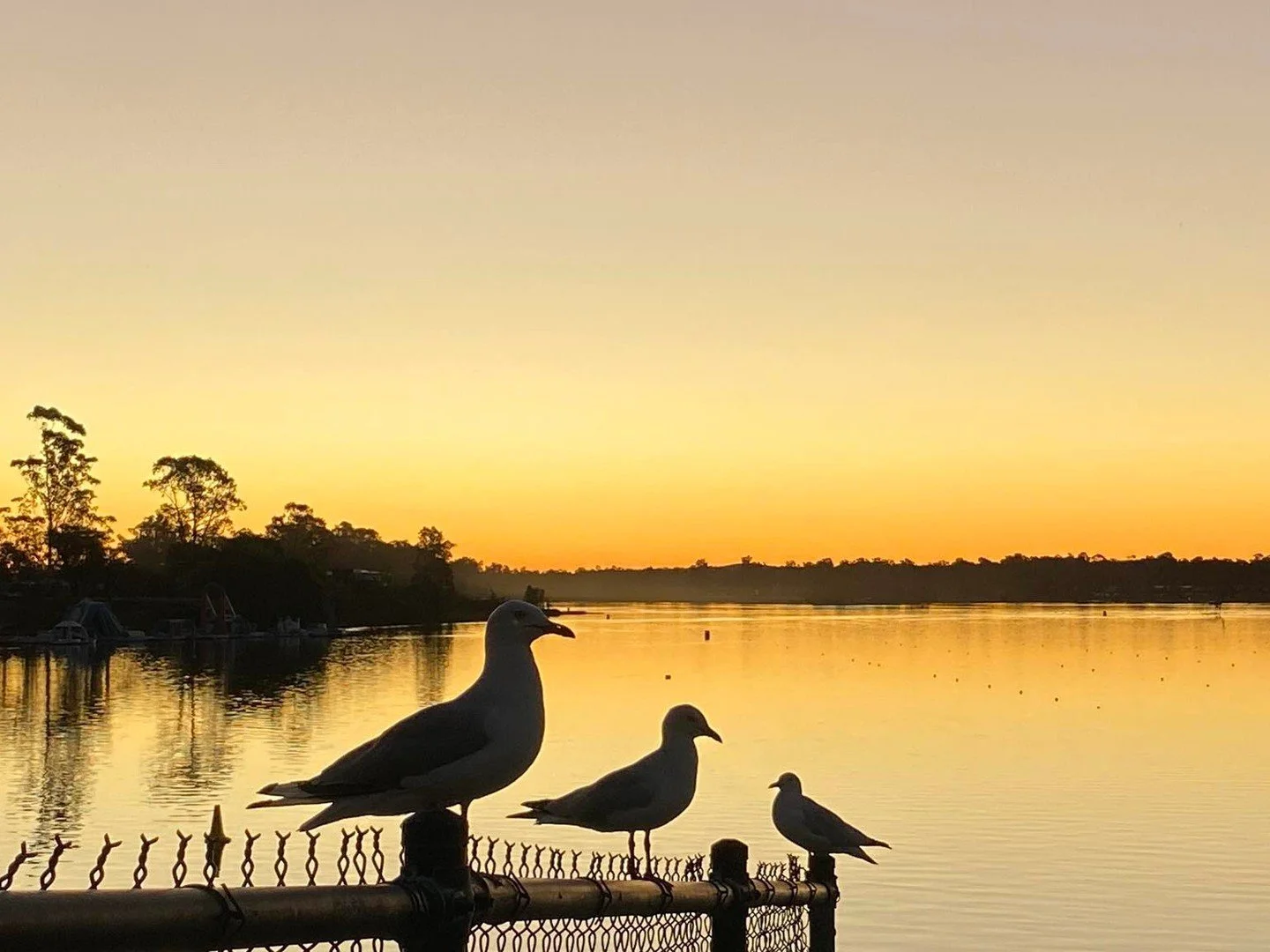 Three quiet watchers soaking in a golden Nagambie sunset 🌅 Captured by Donna Pearce.