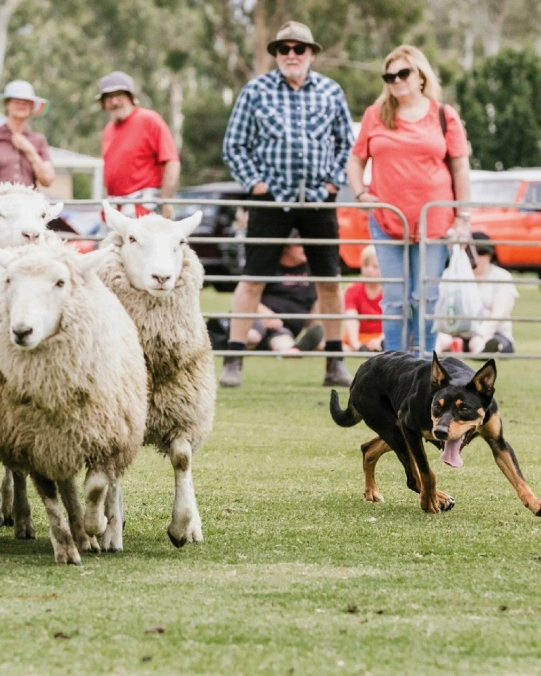 The Seymour Alternative Farming Expo returns to Kings Park, 17&ndash;19 April, three big days to explore, learn and enjoy. Hundreds of exhibitors, multiple arenas, food courts, learning hubs and space to breathe 🌾

Wear comfy shoes, the @seymour_exp