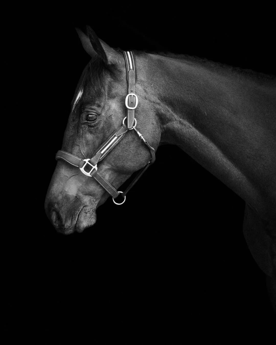 Something a little different today 🐎
Definitely out of my comfort zone, but such a fun challenge. Loved hunting for natural lines and angles and I&rsquo;m honestly stoked with how these beautiful images came together. 
.
#queenstownphotographer #que