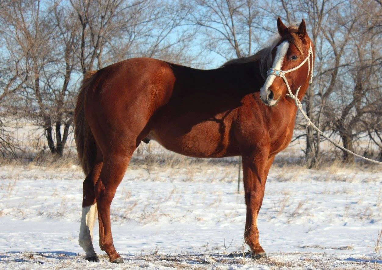 COLD CORONA SMOOTHIE