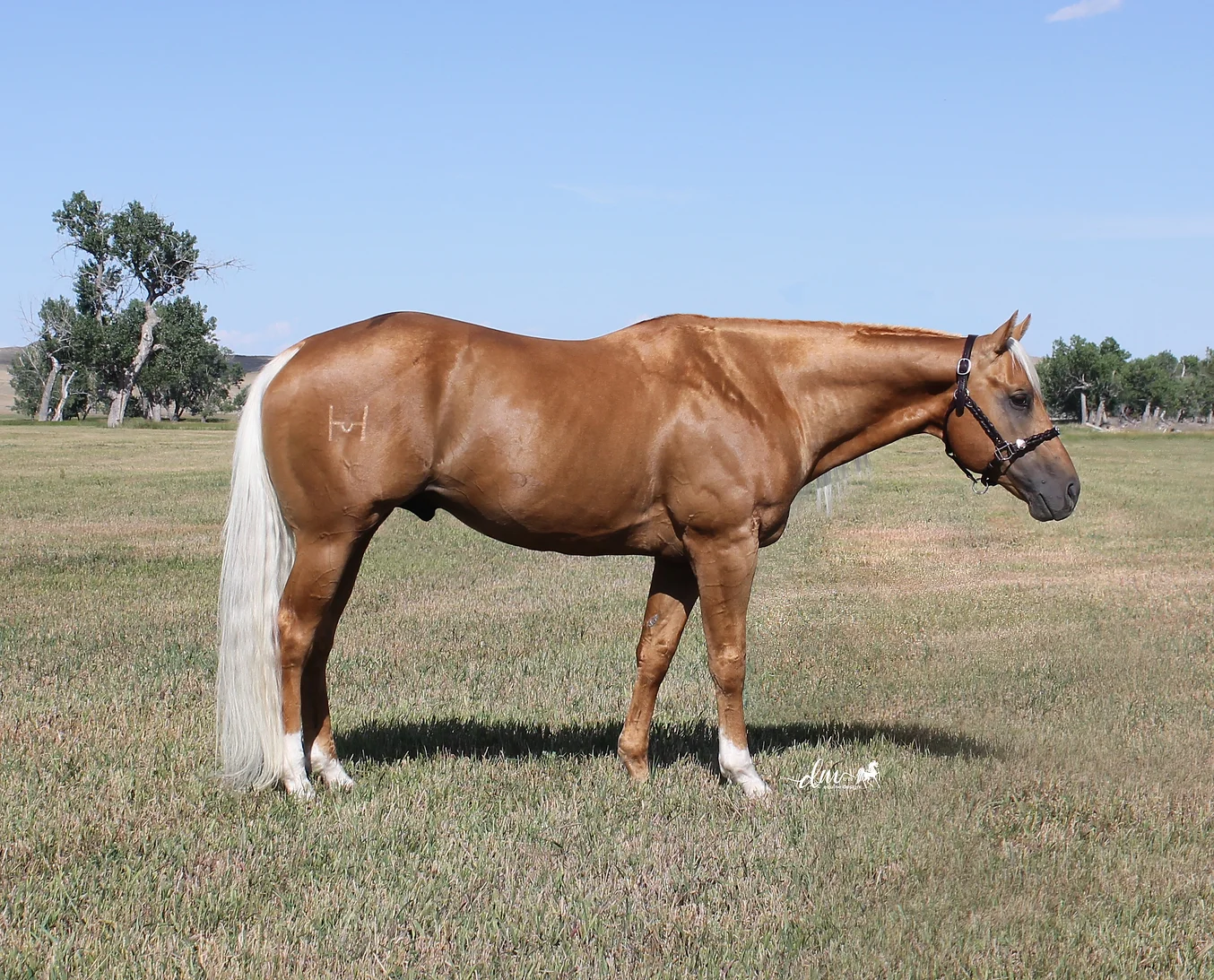 FLITYEAHIMAFIREWATER