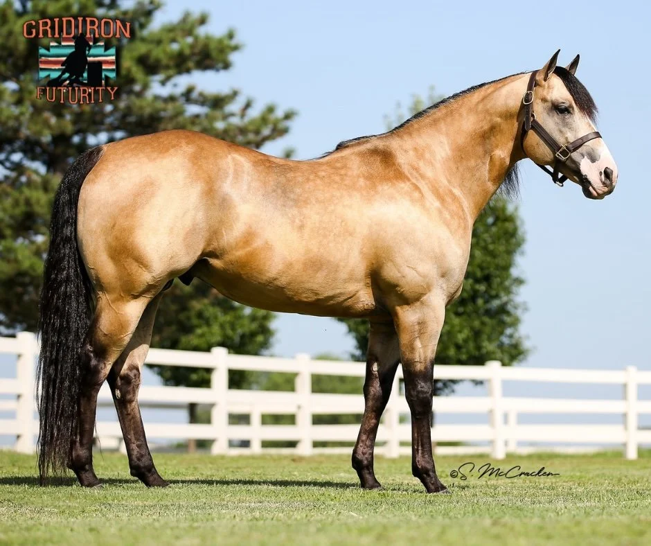 LUCKY WONDER HORSE