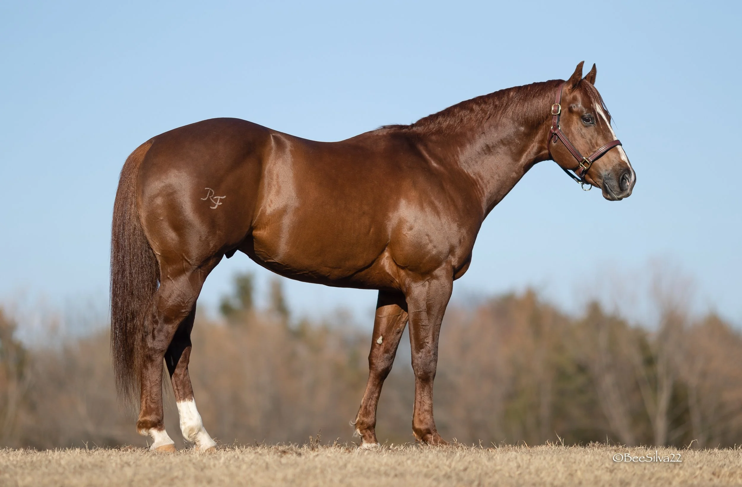 RF BACK FOR THE CASH