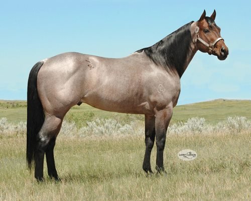 FRENCH STREAKTOVEGAS