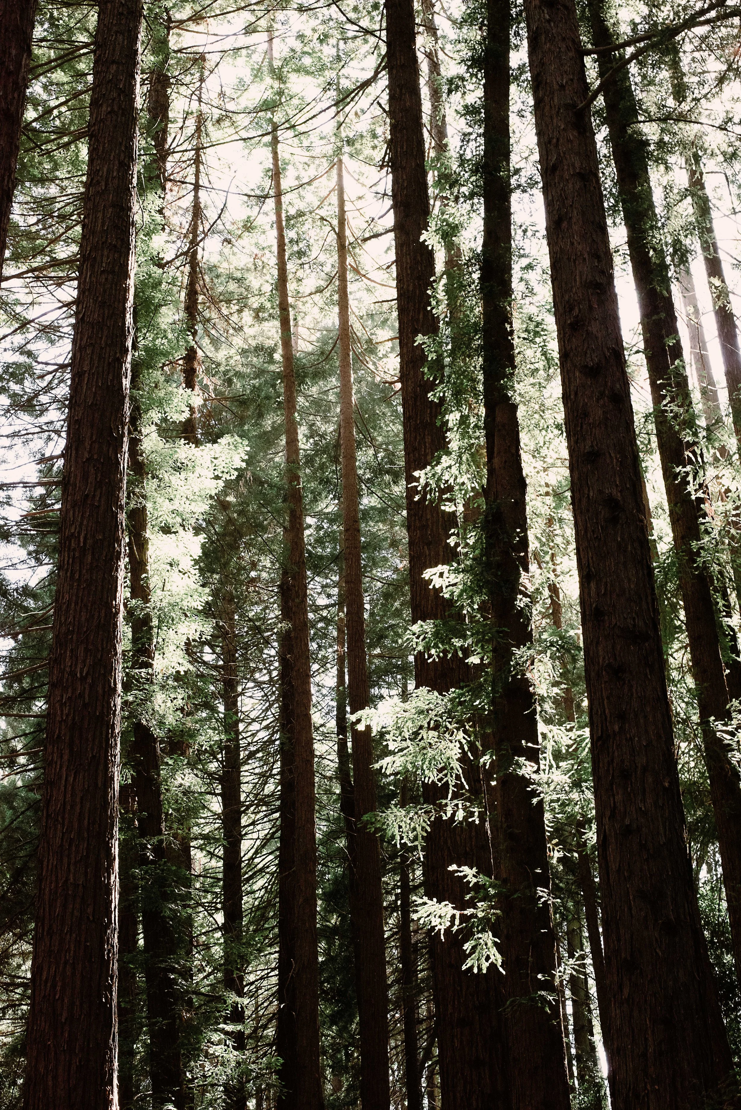 muir woods, marin, california