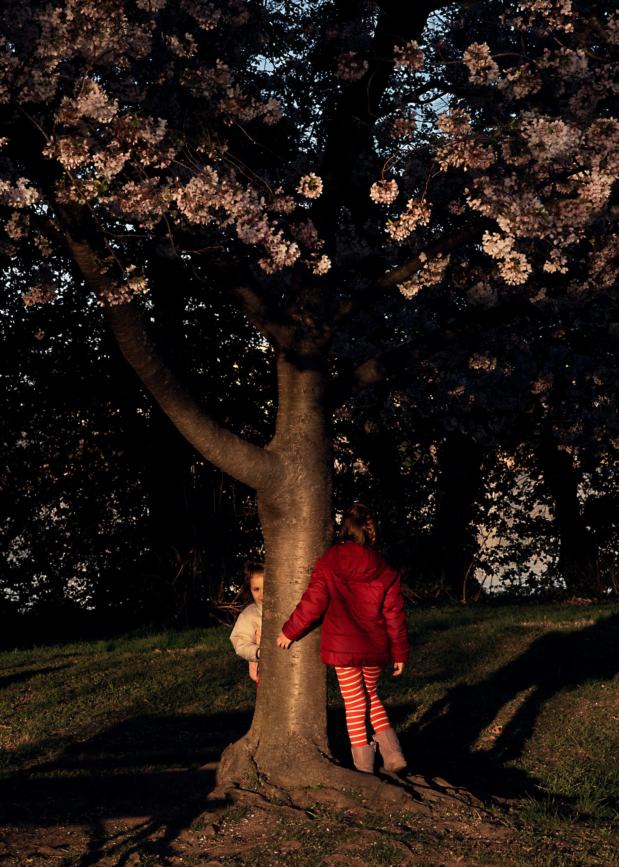 Two children, one in a red jacket and striped pants and the other partly hidden, standing near a tree with pink blossoms at dusk or dawn.