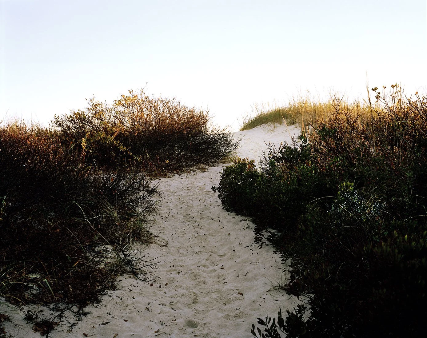 A sandy path leading through bushes on a coastal dune with grass on top, under a clear sky.