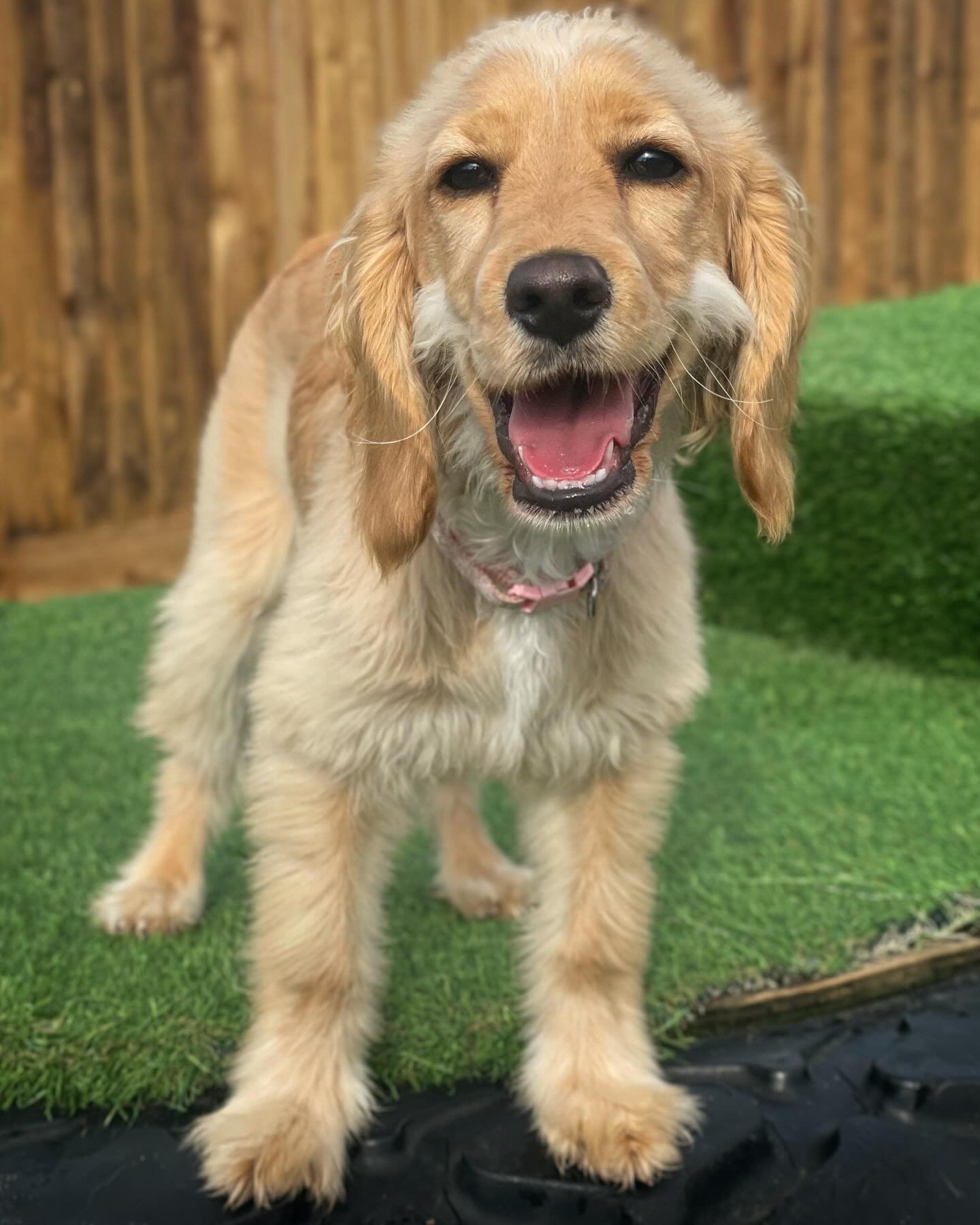 Mark captured this truly beautiful image of Margot earlier, just look at that Cheshire smile! The joy that pooch&rsquo;s Yard - doggy day care brings to your dog&rsquo;s lives!