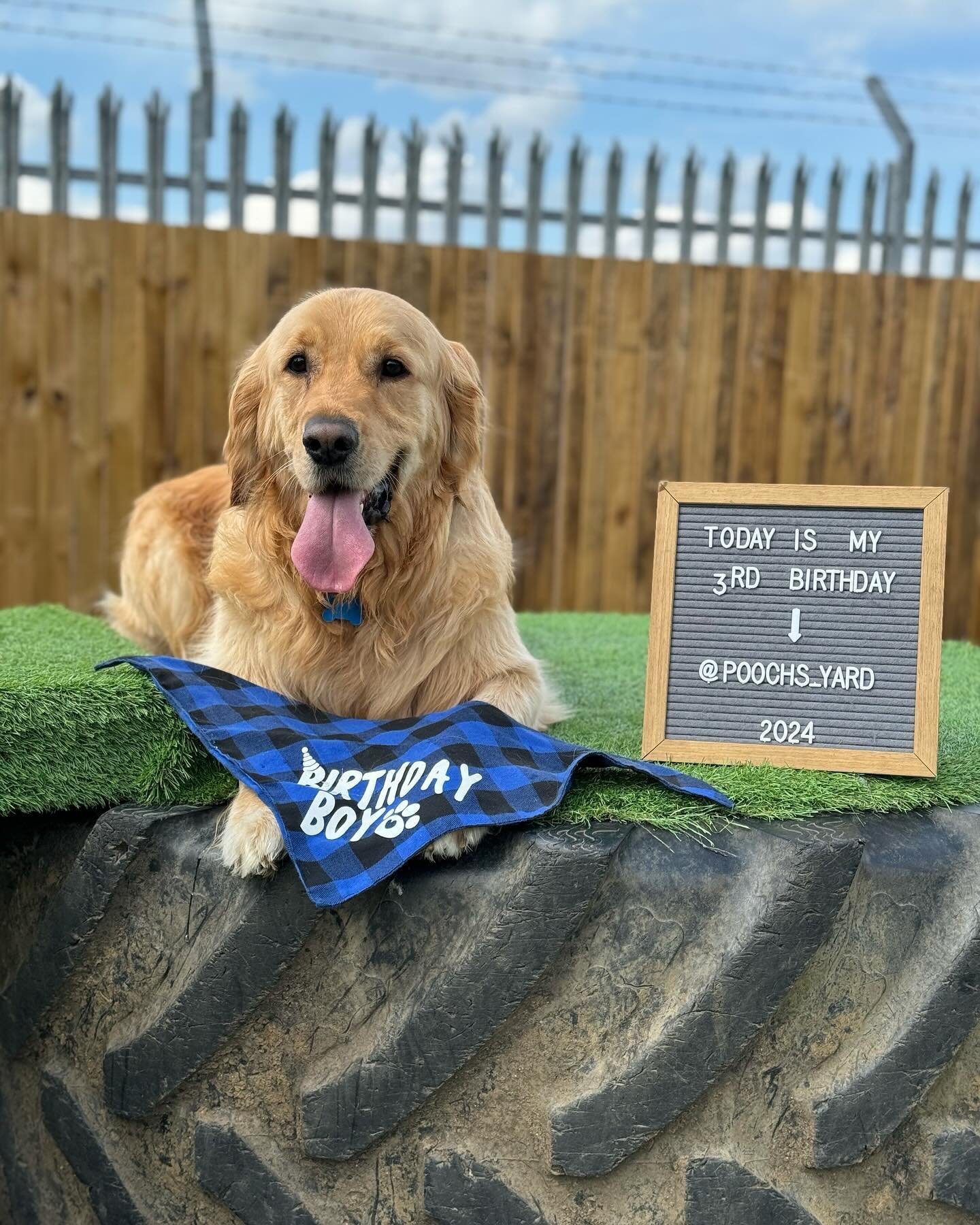 Birthday boy in the house! 🎁 
&mdash;
Wilson is turning 3 today! We haven&rsquo;t known Wilson long but have enjoyed everyday he&rsquo;s been with us. He must have told all his golden pals as we have had lots of golden retrievers in today, and Wilso