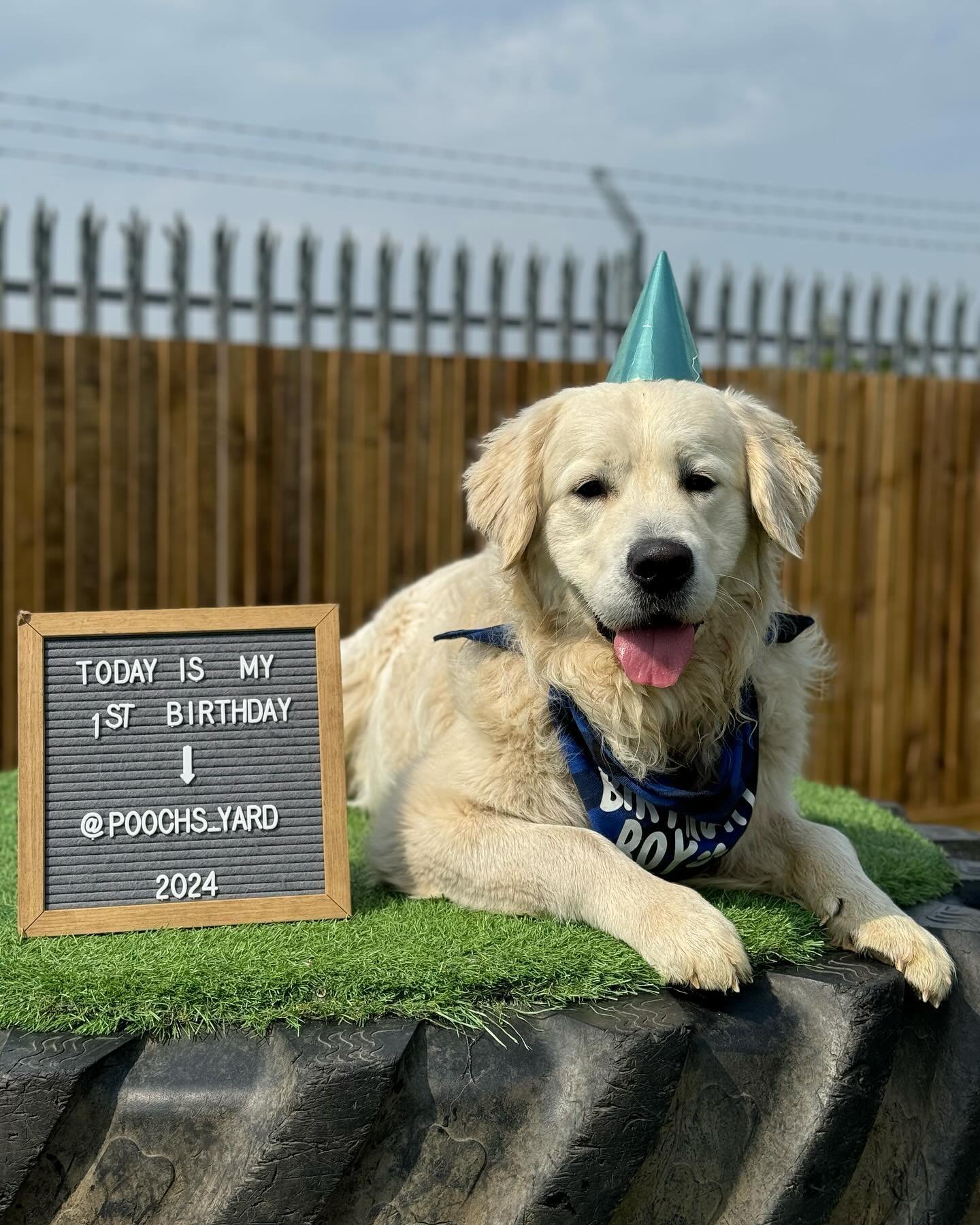 We have two birthdays in the house today!!
&mdash;
Firstly it&rsquo;s Bruce&rsquo;s 1st birthday!! 🎈 Bruce is a very funny character and always runs around with a beautiful smile on his face. He&rsquo;s more than happy and willing to do pretty much 