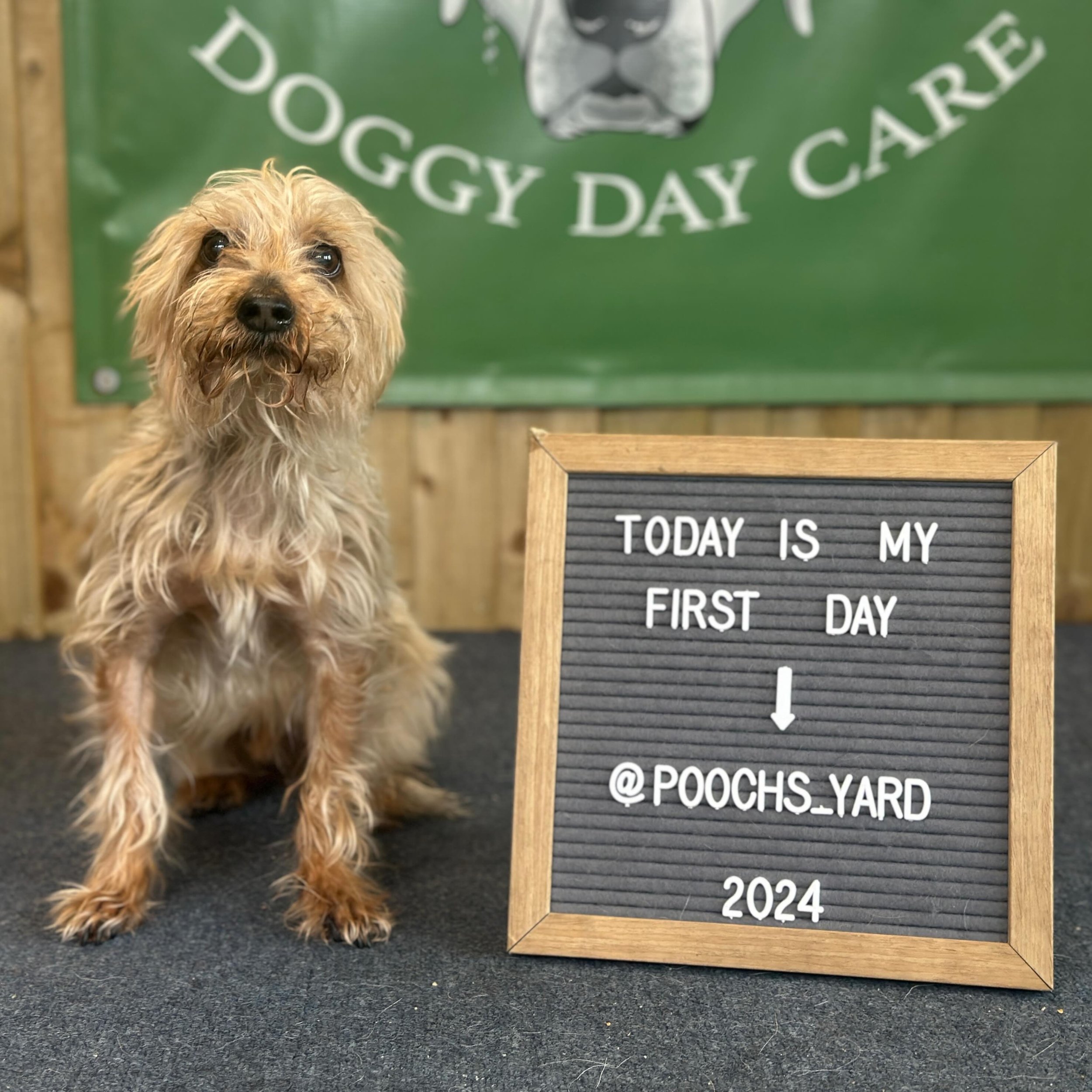 And then we have this little bundle of pure delight! 
&mdash;
Everyone meet Barney, he&rsquo;s a 14 year old Yorkshire terrier and he hasn&rsquo;t come@in full of energy as he&rsquo;s slightly over than the average but he has come in with endless snu