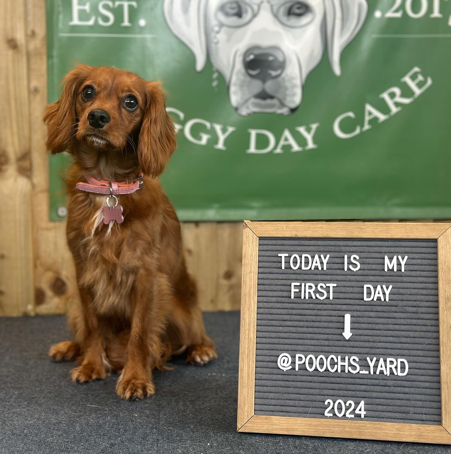 We&rsquo;ve got two adorable little new family members joining us today and the first up is Lola, a gorgeous Cavalier King Charles Spaniel!
&mdash;
Lola is living her best life and really enjoying her first day with us, Lola settled in very quickly a
