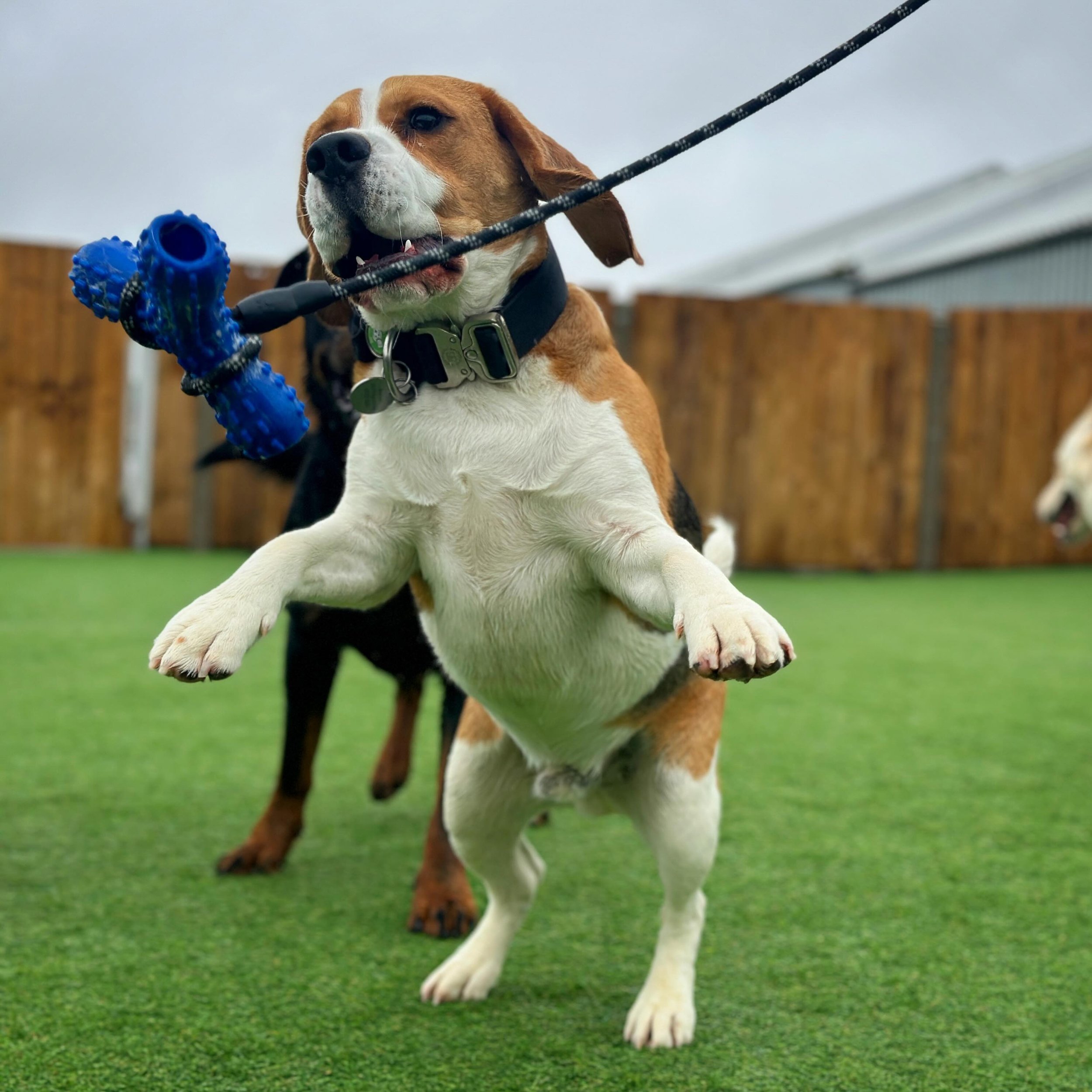 Barney Beagle loving the flirt pole, it&rsquo;s in his nature and breed to hunt and chase so we use this to provide him with the best stimulation for the day!  But it&rsquo;s not just these breeds that love a flirt pole, many dogs love chasing and it