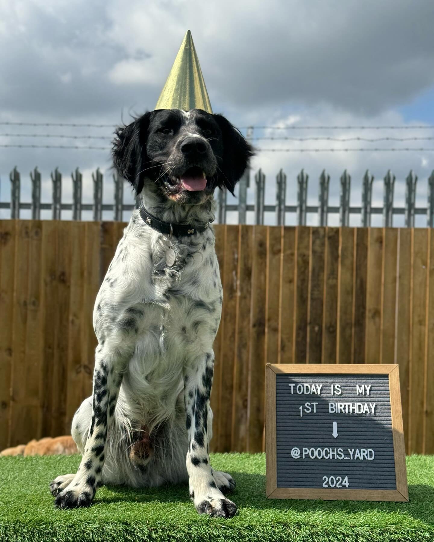 The other birthday boy in today is Arlo!🎈
&mdash;
Arlo is one today and could you think of a better way for a pooch to spend their birthday other than being able to play with all of his friends?! Arlo has been in and out of the paddling pools, playi