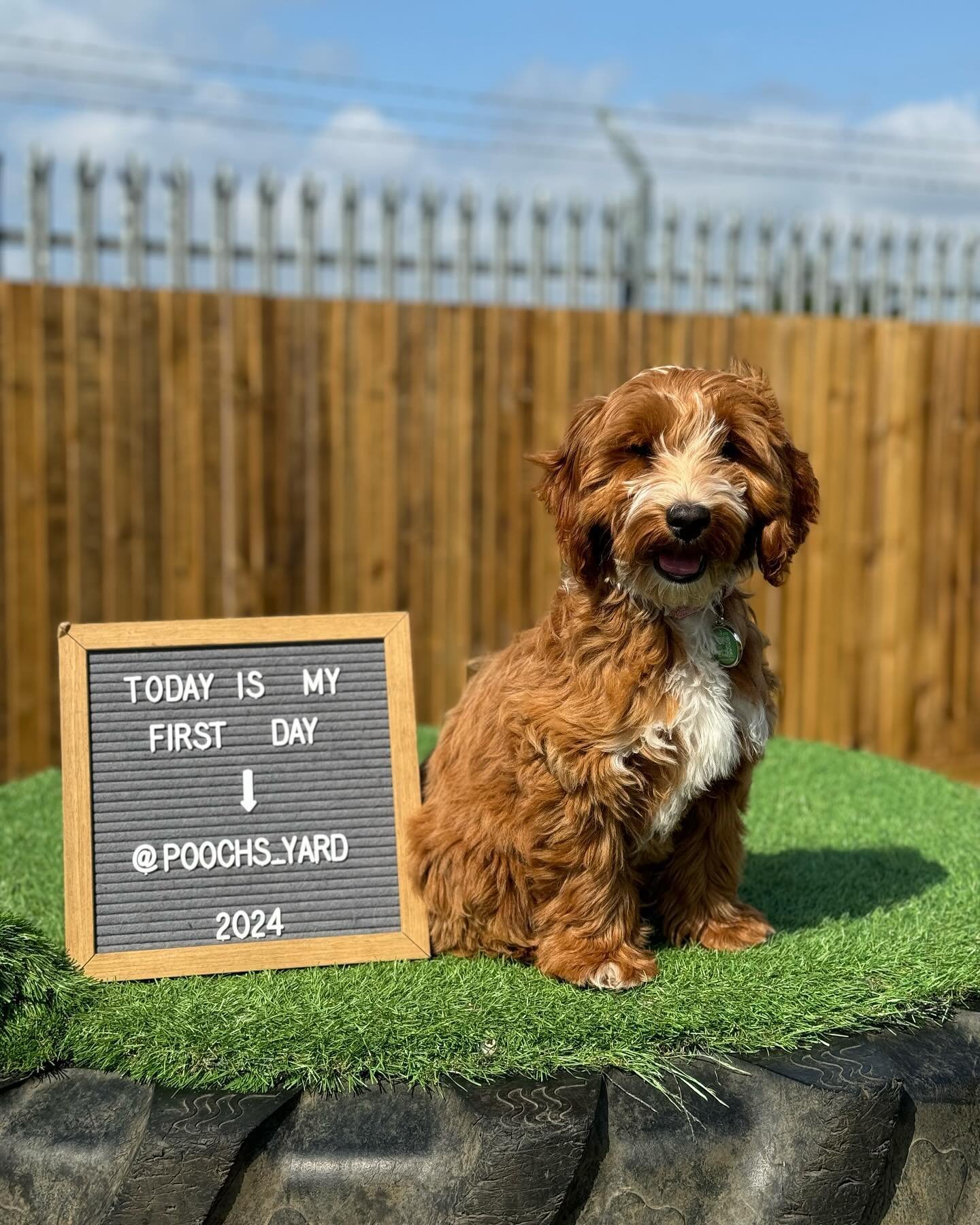 Last but definitely not least&hellip; Doodles!!
&mdash;
Doodles is a 4 month old cockapoo and having her in with Basil today she reminded us so much of how he use to be&hellip; but that doesn&rsquo;t mean you can grow up to destroy all of our tennis 