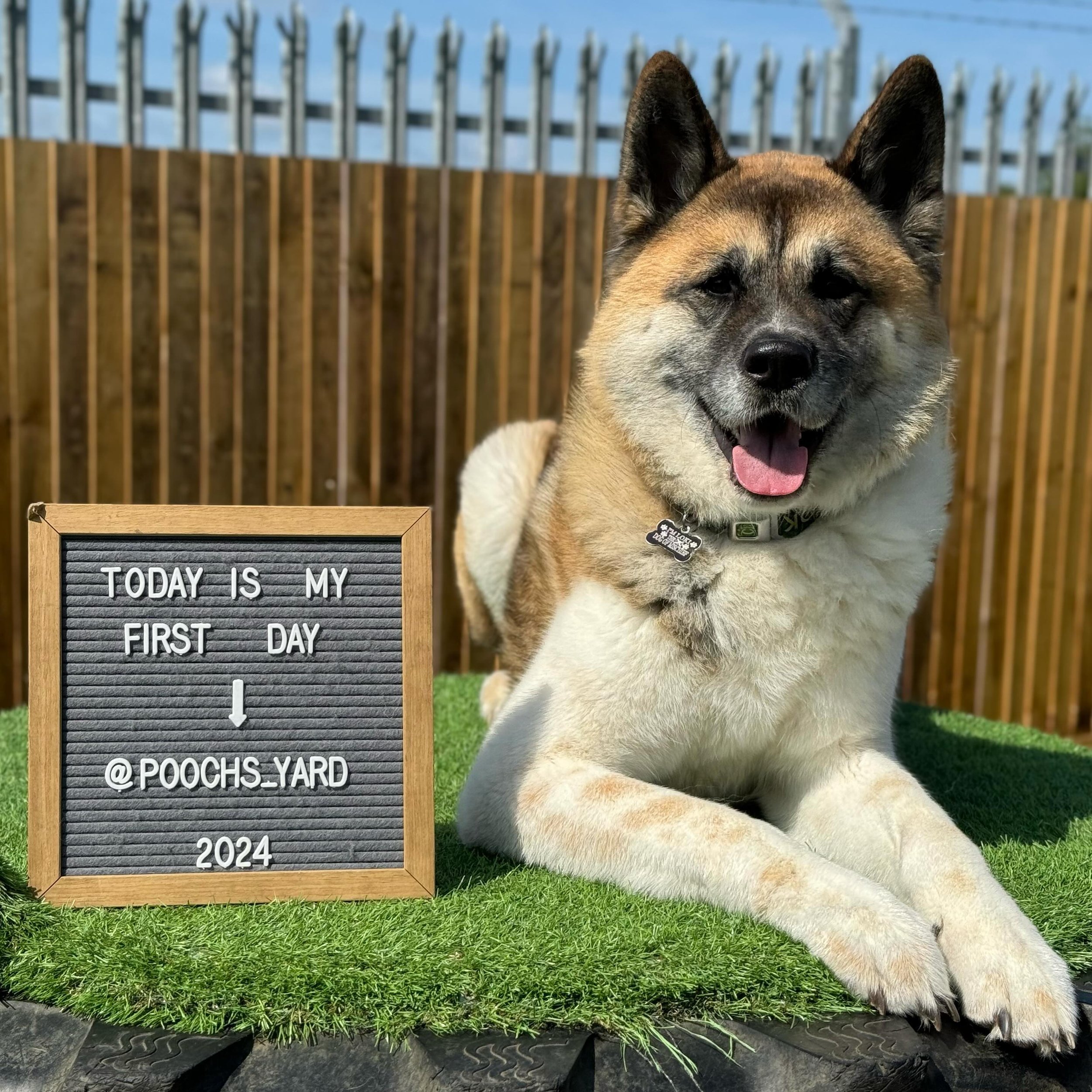 Next up to treat you all today is this handsome boy, this everyone is Loki, a gorgeous giant Akita but he&rsquo;s super soft inside. 
&mdash;
Loki came in and was a little unsure and a little grumbly which is normal for the breed but after a little w
