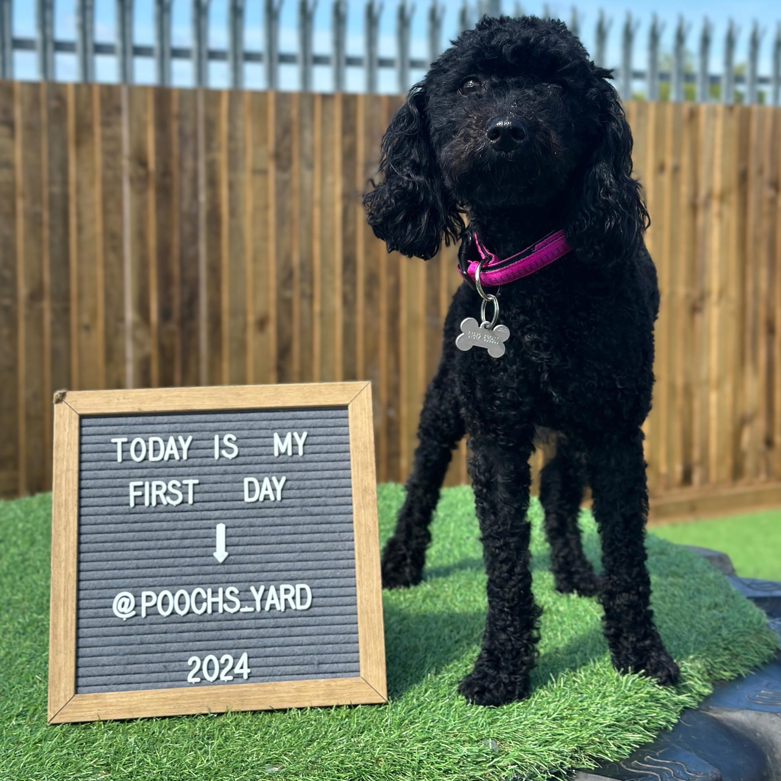 We&rsquo;ve got a duo treat for you today! 
&mdash;
Everyone we&rsquo;d love to introduce you all to Elsie! A loving, playful and sweet little Cockapoo! Elsie came to use our amazing groomer last week and decided that day care life look so much fun! 