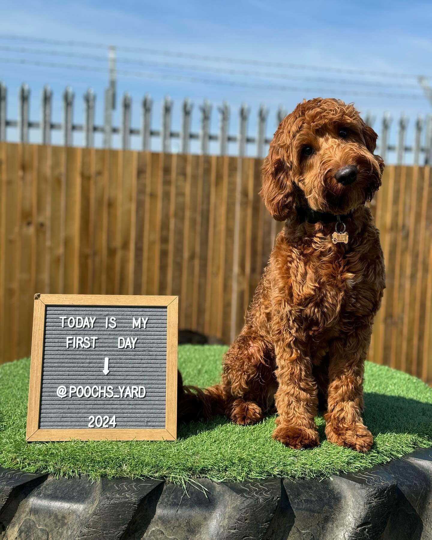 Today we have another new family member to add 🥰
&mdash;
This is Benny! 🐾 Benny is a 7 month old cockapoo and my goodness how well he has settled in. Benny has visited us on our puppy mornings where he wanted to stick by his owners, now his pawrent