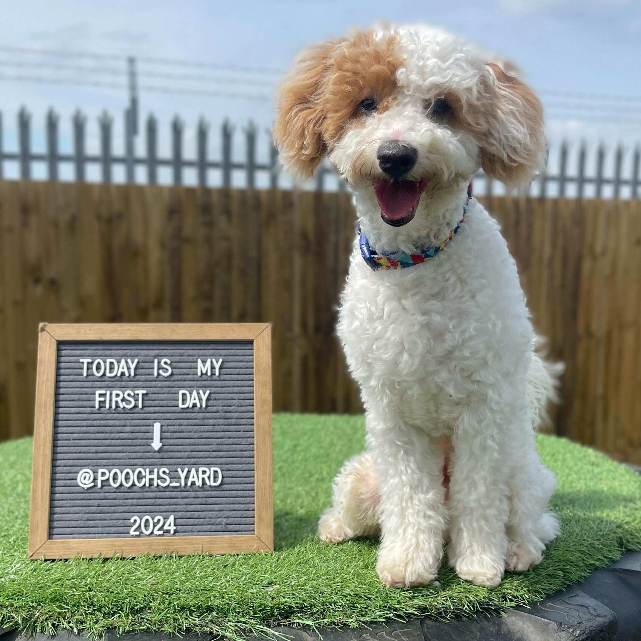 Do we have a treat for you today!!! 
&mdash;
Everyone meet Buddy, Buddy has come along for his first day with us here at Pooch&rsquo;s Yard and he is living his best life, Buddy is loving rough playing and tumbling around with Daisy, Winnie &amp; Het