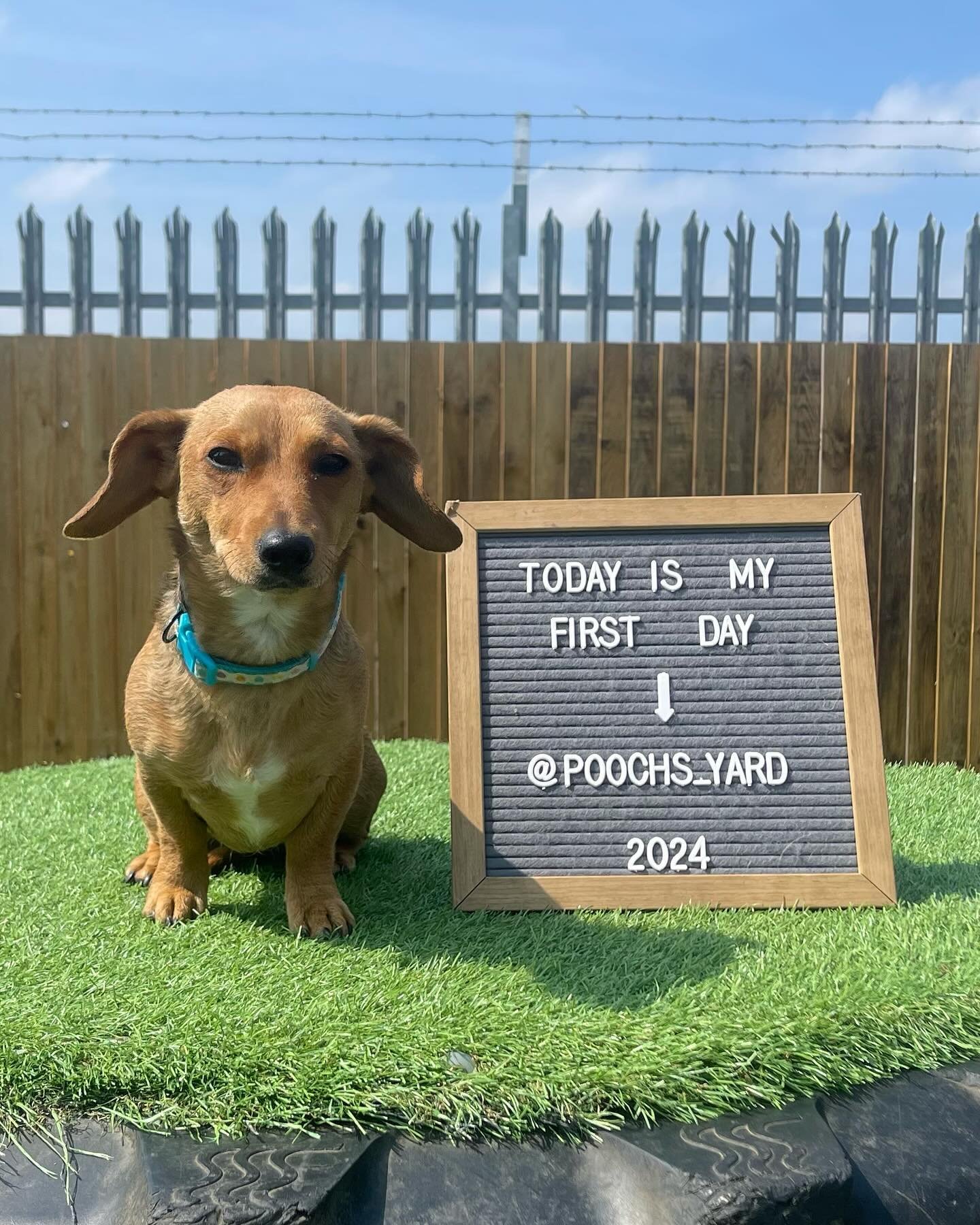 We have a very special treat to start the week&hellip;
&mdash;&mdash;
Everyone meet 9 month old Maya ( a miniature dachshund cross jack russel ) maya came in fairly shy but soon made friends and settled in as part of the family with more confidence! 