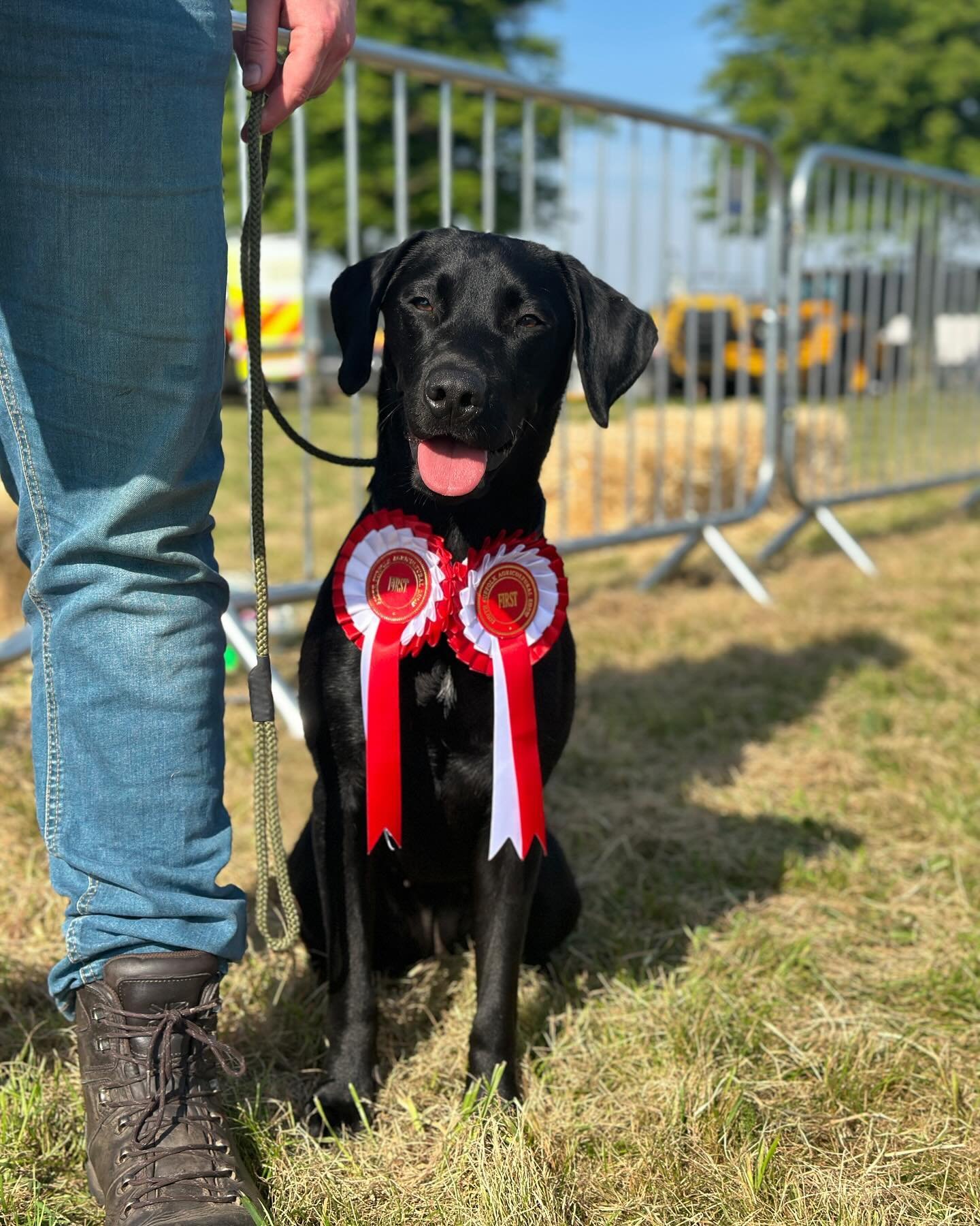 🐾 Fun Dog Show - South Suffolk Show 🐾 
Sunday 12th May 2024
&mdash;
Firstly it goes without saying we had a blast at the amazing south Suffolk show yesterday and we can&rsquo;t thank all of the organisers of the event enough &amp; a huge thank you 