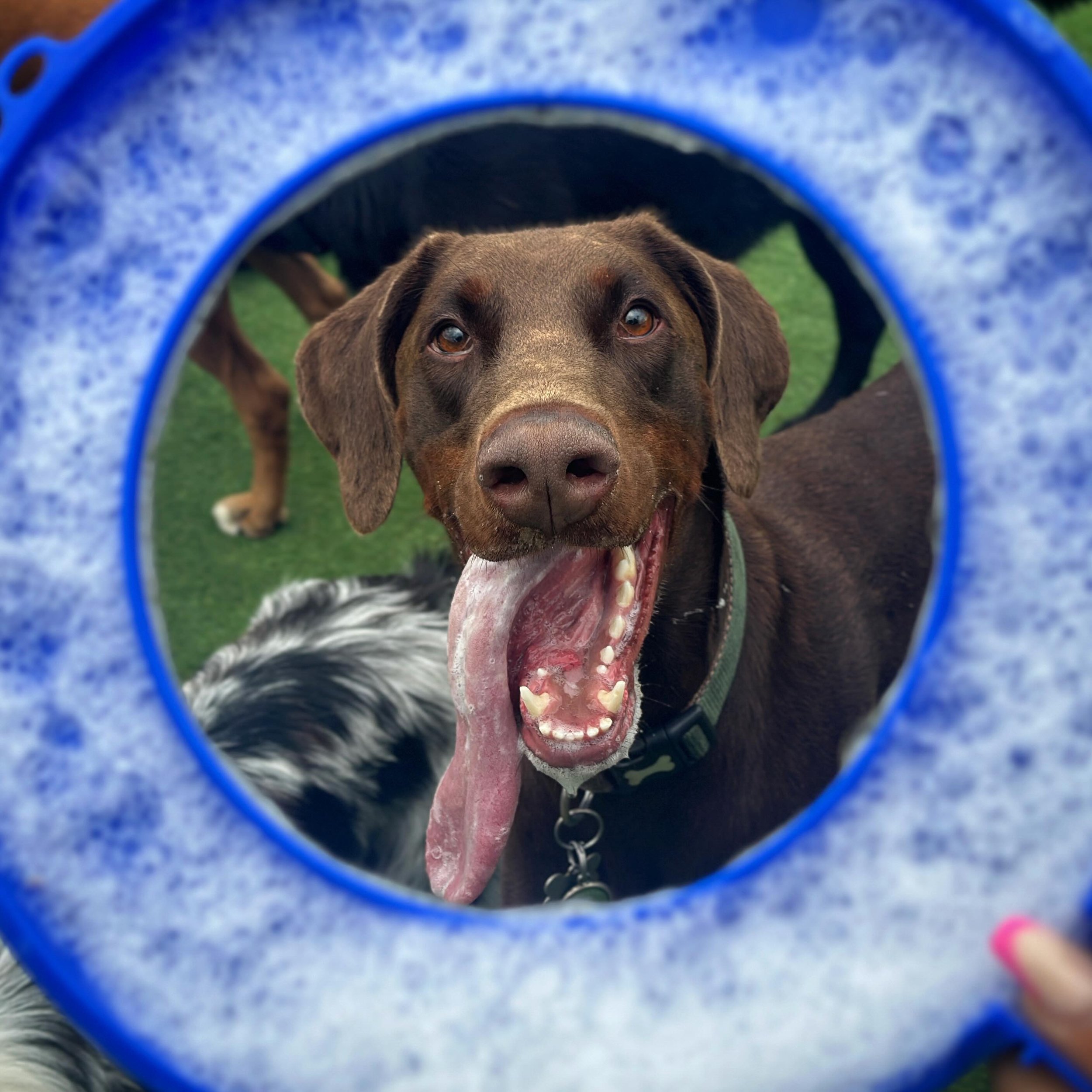 Snoopy does love his bubbles&hellip; what&rsquo;s your dogs favourite activity? 
&mdash;
#dog #doglover #dogsofinstagram #doggydaycare #puppies #pup #puppy #puppylove #puppiesofinstagram #dobermann #doberman #dobie #dobielove #dobermanofinstagram