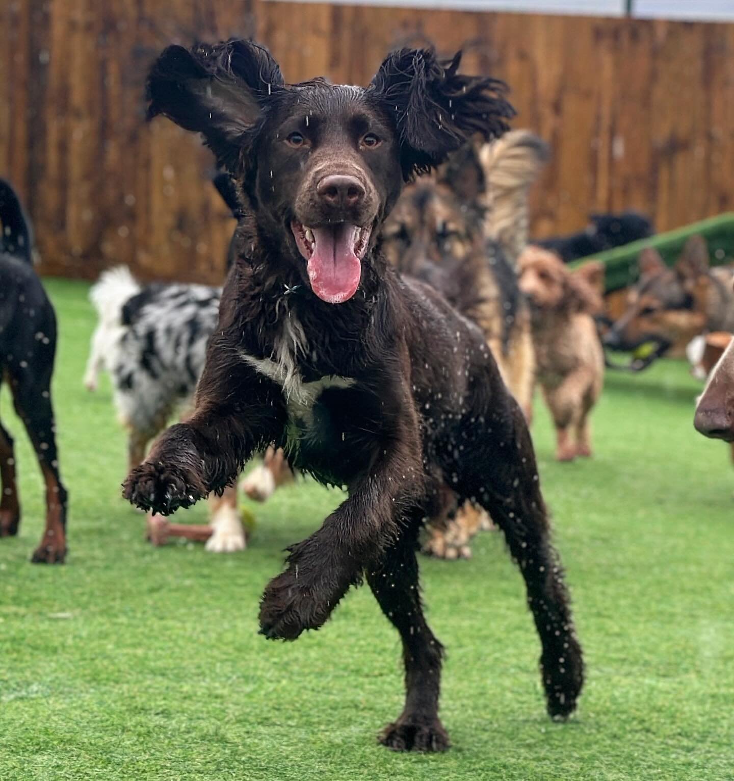 Hugo didn&rsquo;t care that it was raining nor that he was getting wet, he still loved every second at day care! Our day care is perfect for all weather conditions, vast indoor space including sofas, snug areas, play zones and more and a lovely clean