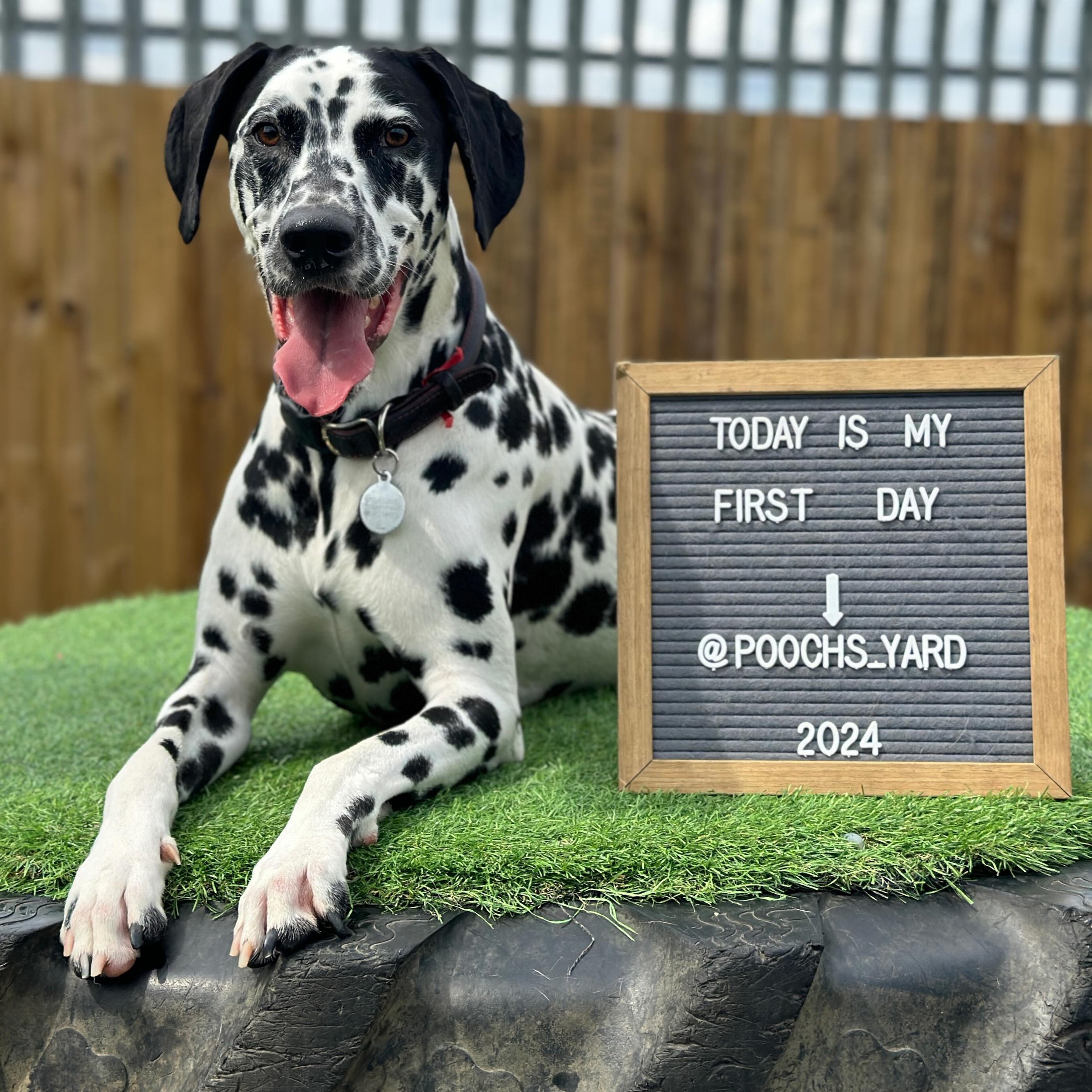 Everyone meet this gorgeous Friday treat&hellip;. This is Lando, he&rsquo;s a gorgeous 22 month old Dalmatian &amp; isn&rsquo;t he just gorgeous!! Lando has settled in on his first day with us like a duck to water, he&rsquo;s loving his best life and
