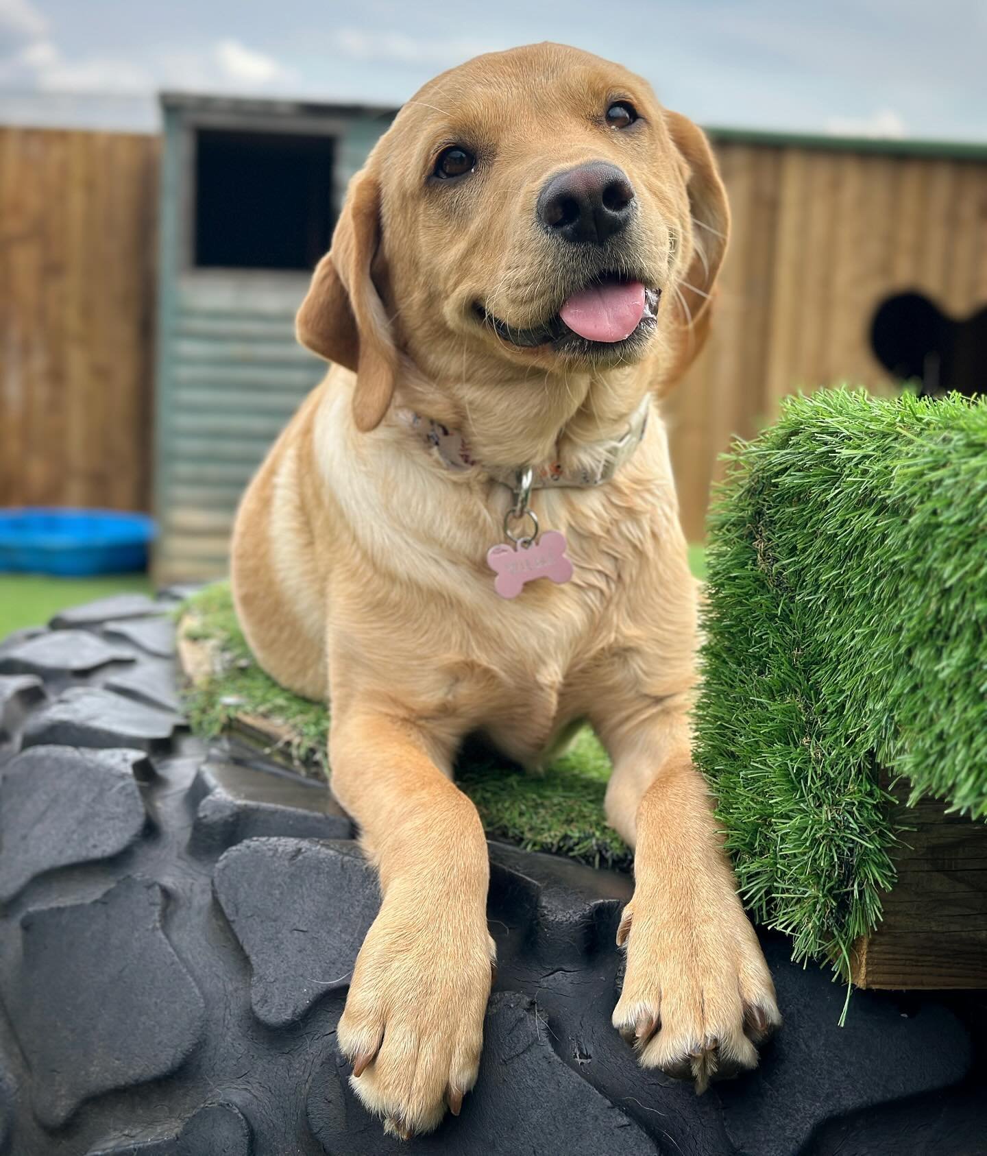 Isn&rsquo;t Wilma just the perfect pretty princess? 👑 🐾
&mdash;
Make sure you come along to our puppy morning tomorrow morning starting at 10am, Completley FREE event! See our website for details!