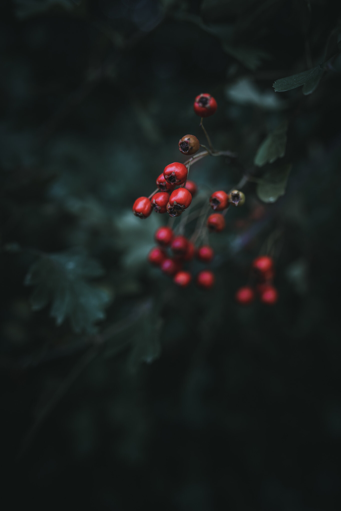 Moody Greens Lightroom Preset - Available for Desktop and Mobile ...