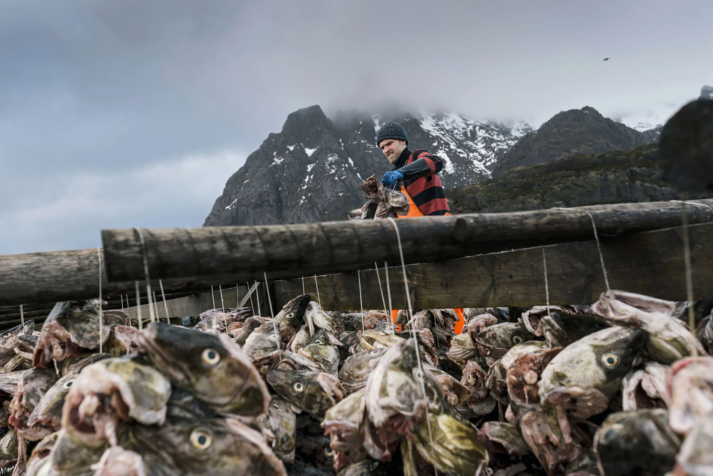 skreifiske_lofoten_vesteraalen_21.jpg