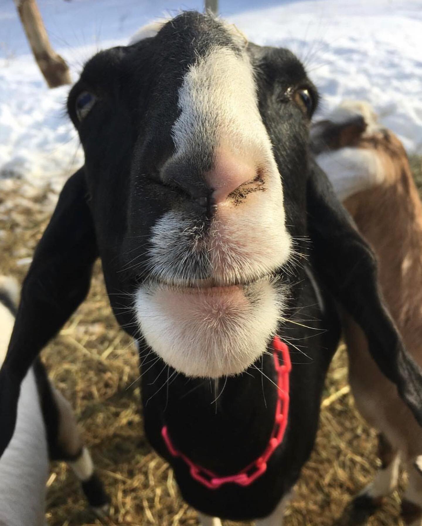 Yesterday we said goodbye to Lightning⚡️, one of our most dear and special goats. She was suffering from kidney failure, likely by caused cancer. She was ten years old. We bought Lightning shortly after arriving to Maine, and almost didn&rsquo;t buy 