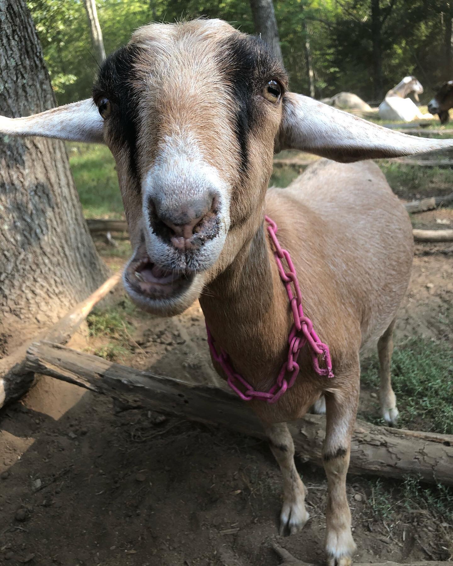 Sugar would like to remind you that we are NOT participating in Open Creamery Day today! Our Farm Store is still open as it usually is (8am-6 pm), but we won&rsquo;t be giving tours of our creamery or offering visits with the goats. It&rsquo;s been a