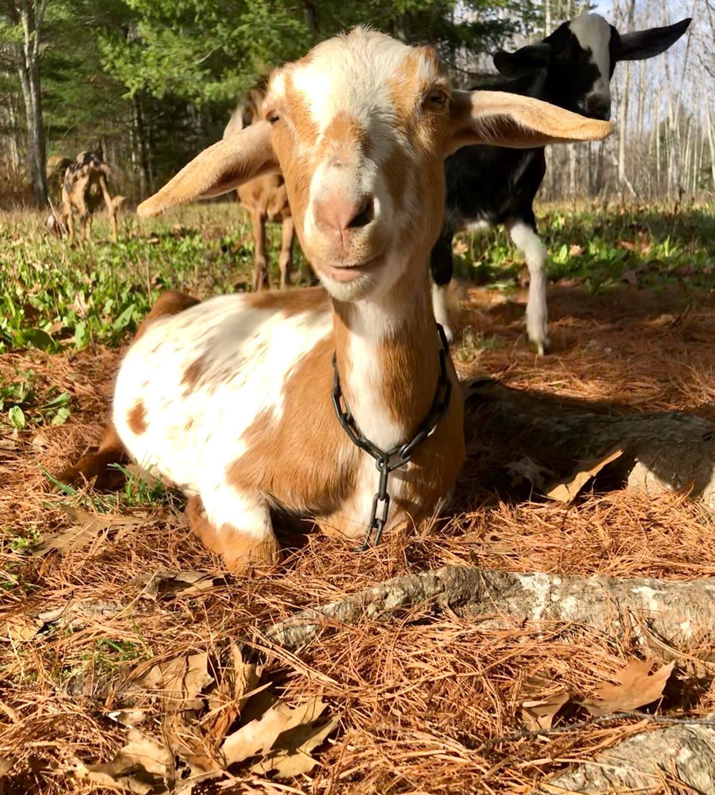 Happy Sunday! Here&rsquo;s our schedule for the next few weeks:
🐐Friday 11/18 @brunswickfarmersmarket 🐐Saturday 11/19 @brunswickwintermarket 🐐Saturday &amp; Sunday 11/19-11/20 Maine Harvest Fest in Bangor 🐐Tuesday 11/22 @brunswickfarmersmarket (l